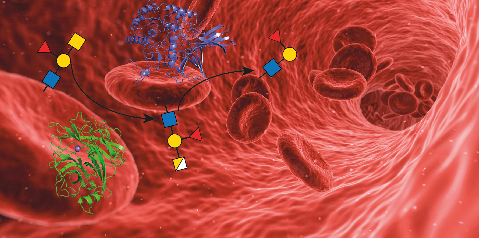 An enzymatic pathway in the human gut microbiome that converts A to universal O type blood