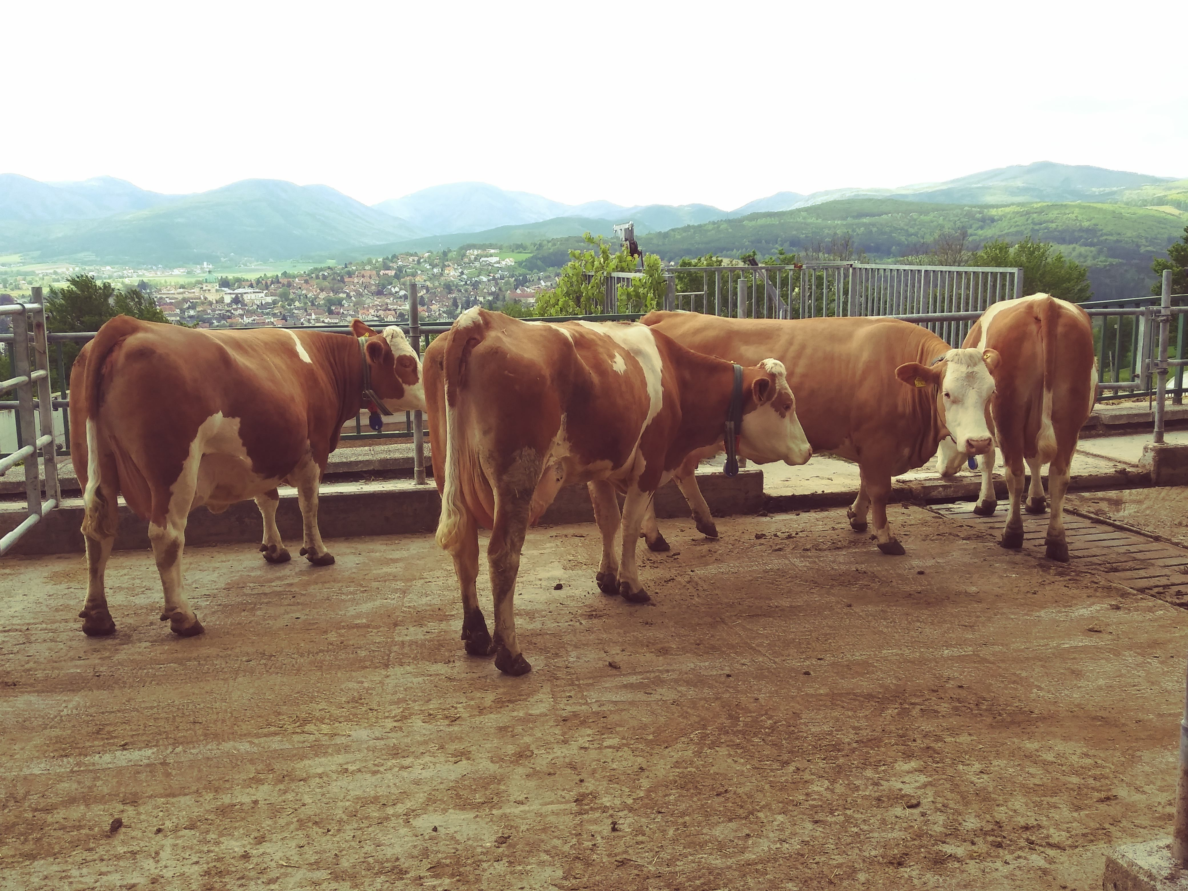 Co-existence of recently speciated Campylobacteraceae in the cow rumen