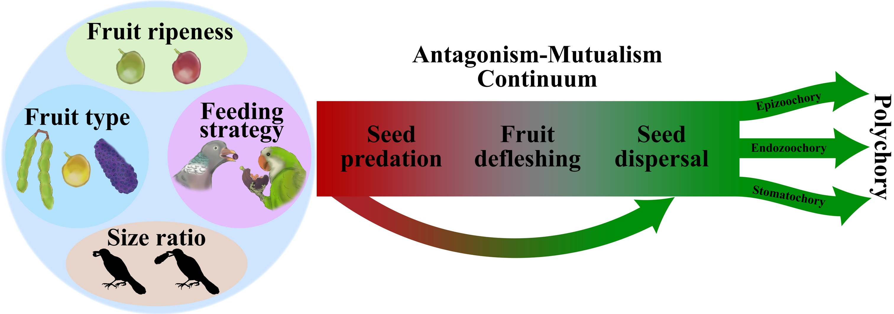 Embracing the complexity of plant–bird interactions to understand species’ roles within ecosystems