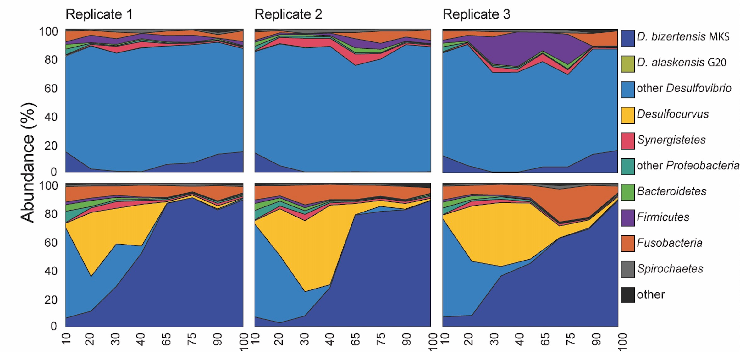 Sulfate-reducing microbes craft their escape