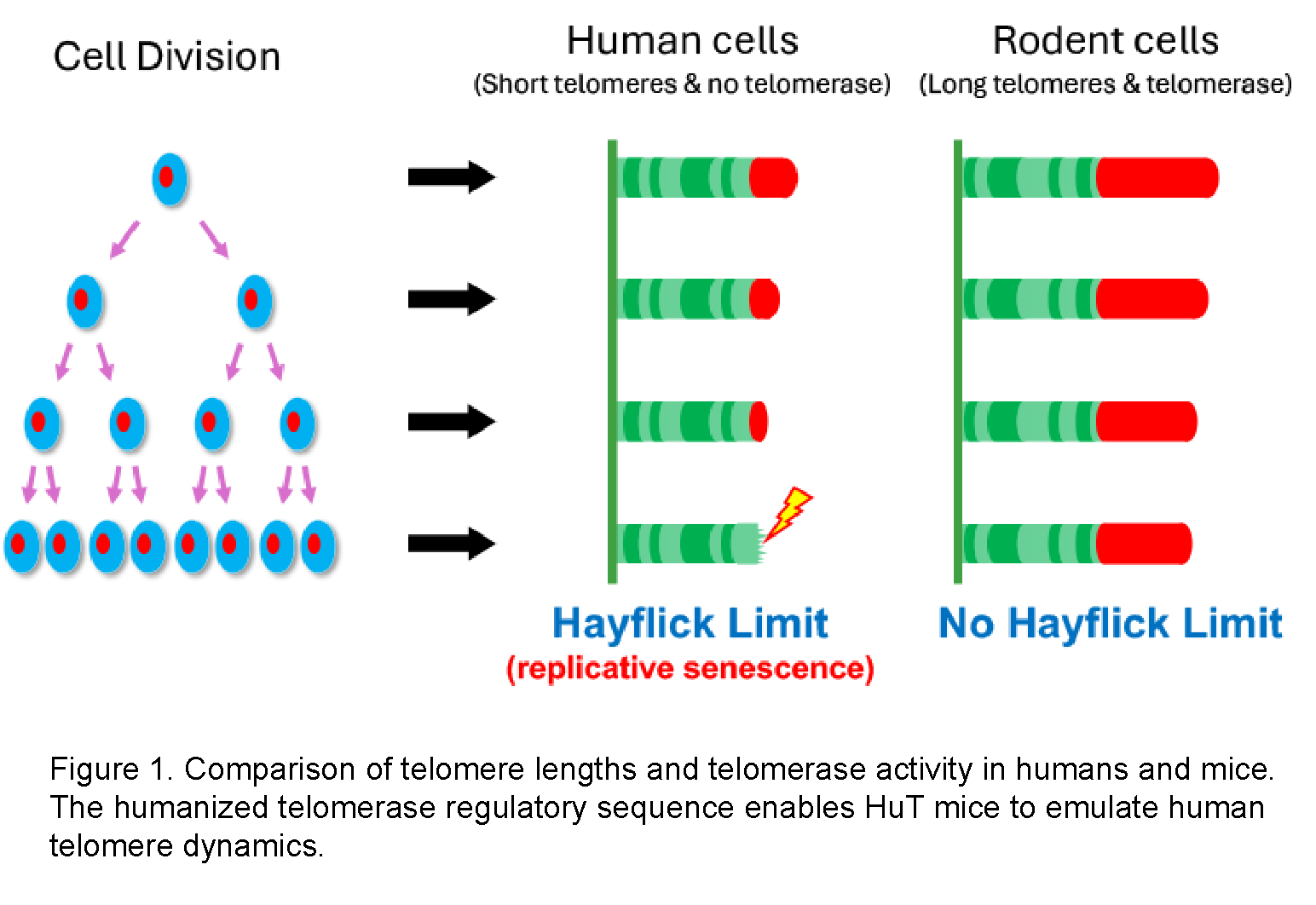 Unlocking Cellular Aging with HuT mice, mice with Humanized Telomeres