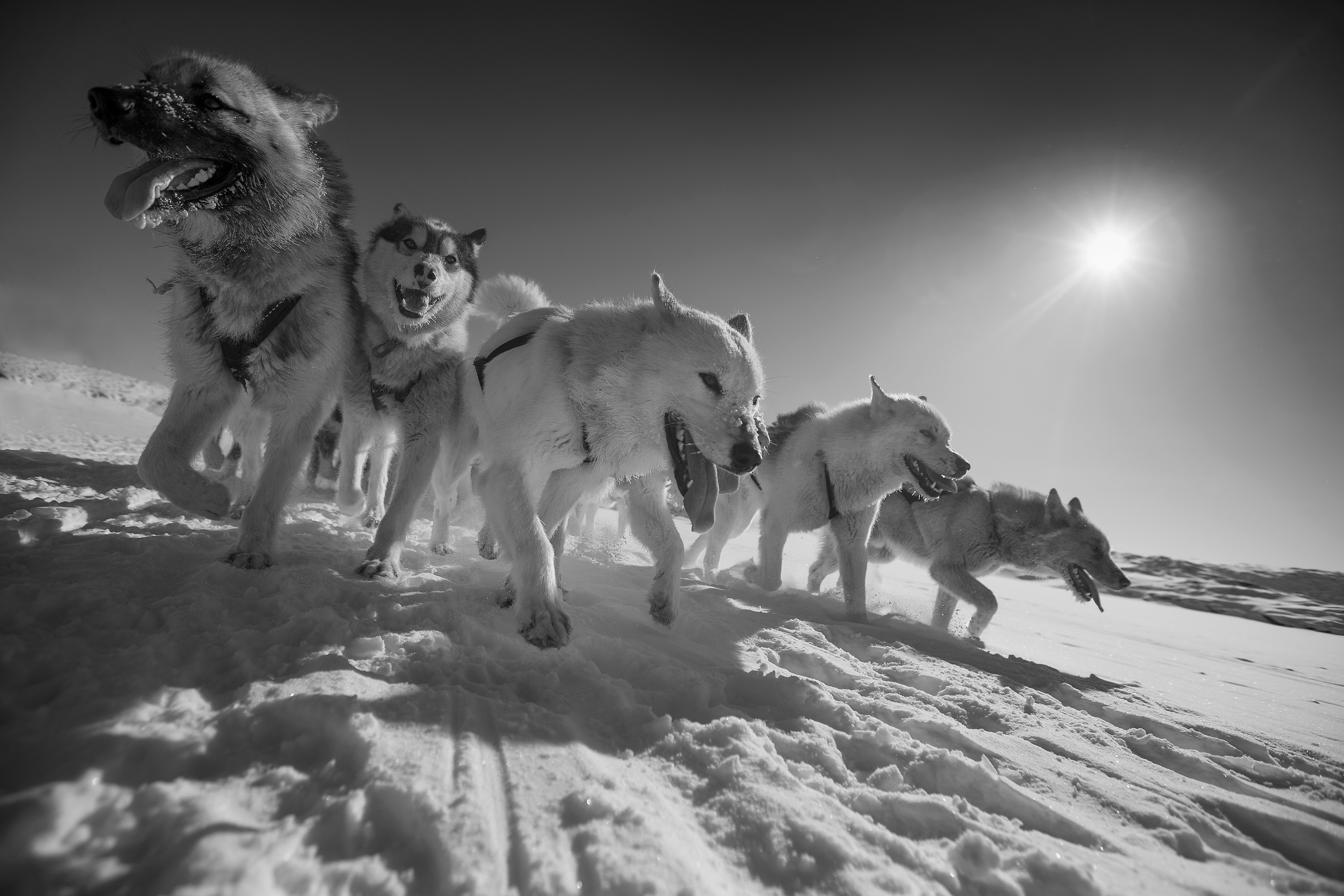 The ancient sled dog 