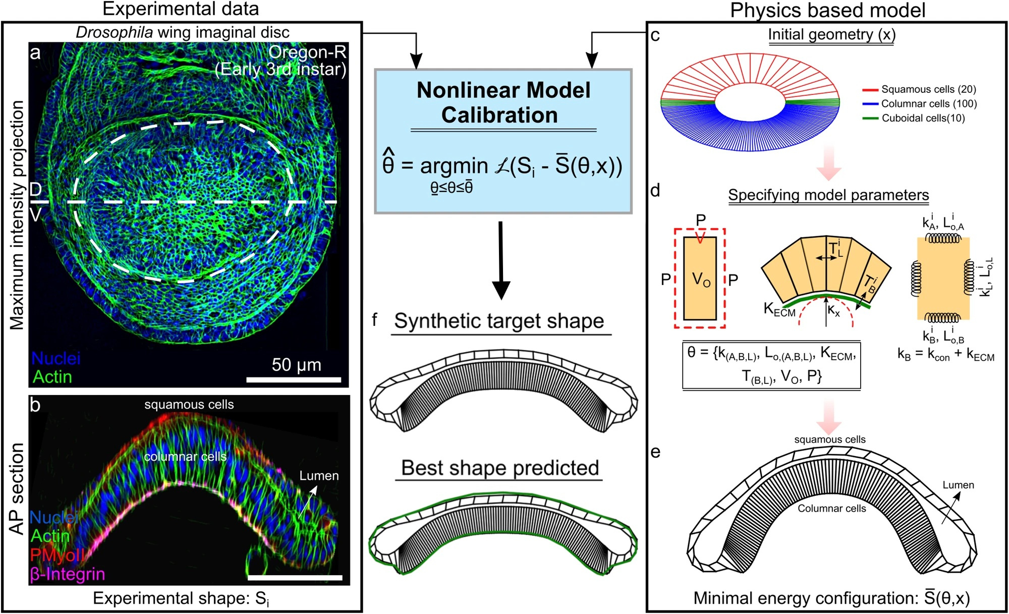 Behind the Paper: Reverse Engineering Morphogenesis