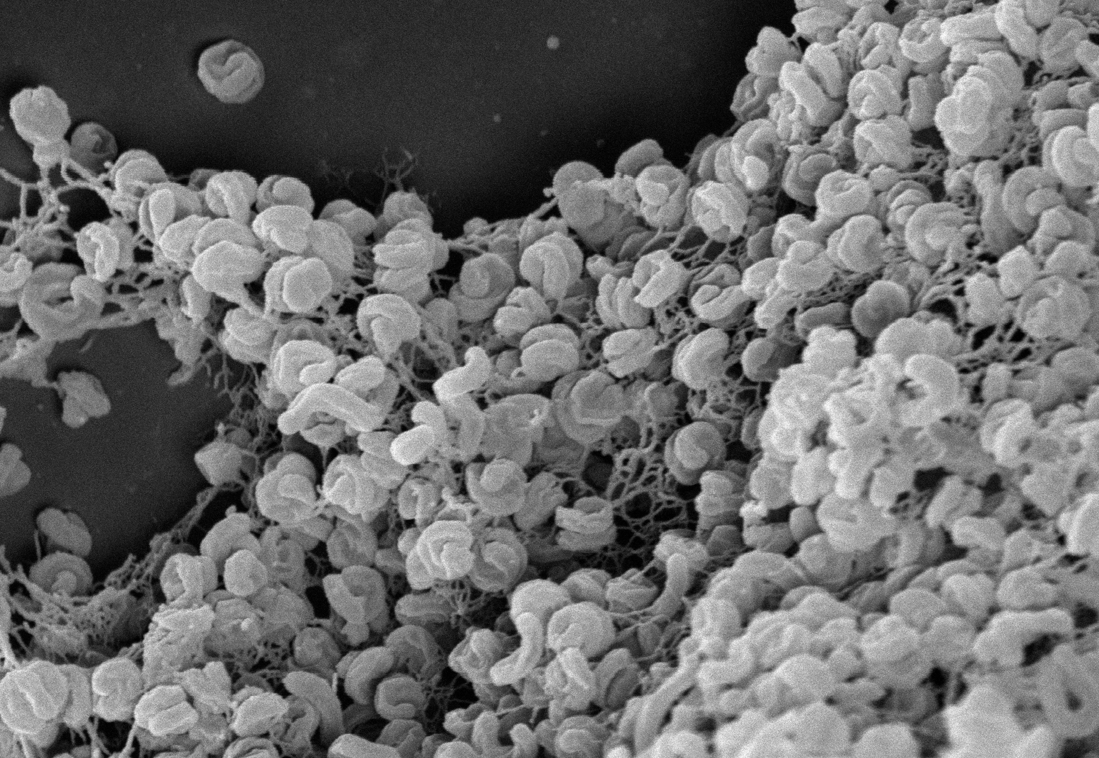 The eco-friendly bacterial nitrifier