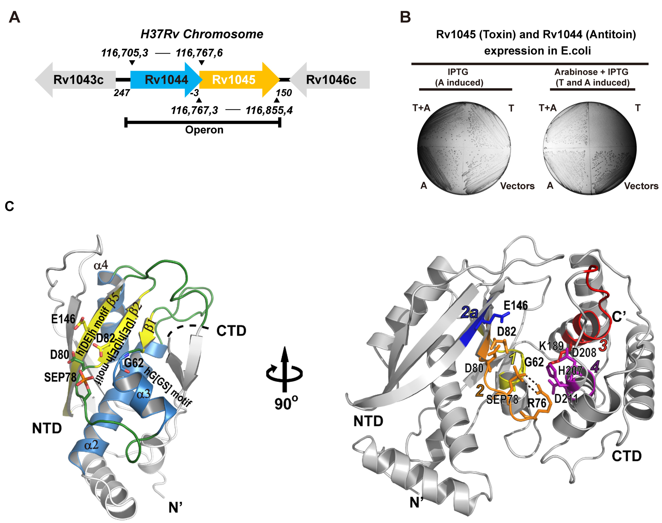 Neutralizing the toxin by kinase, an unusual toxin-antitoxin system from Mycobacterium tuberculosis