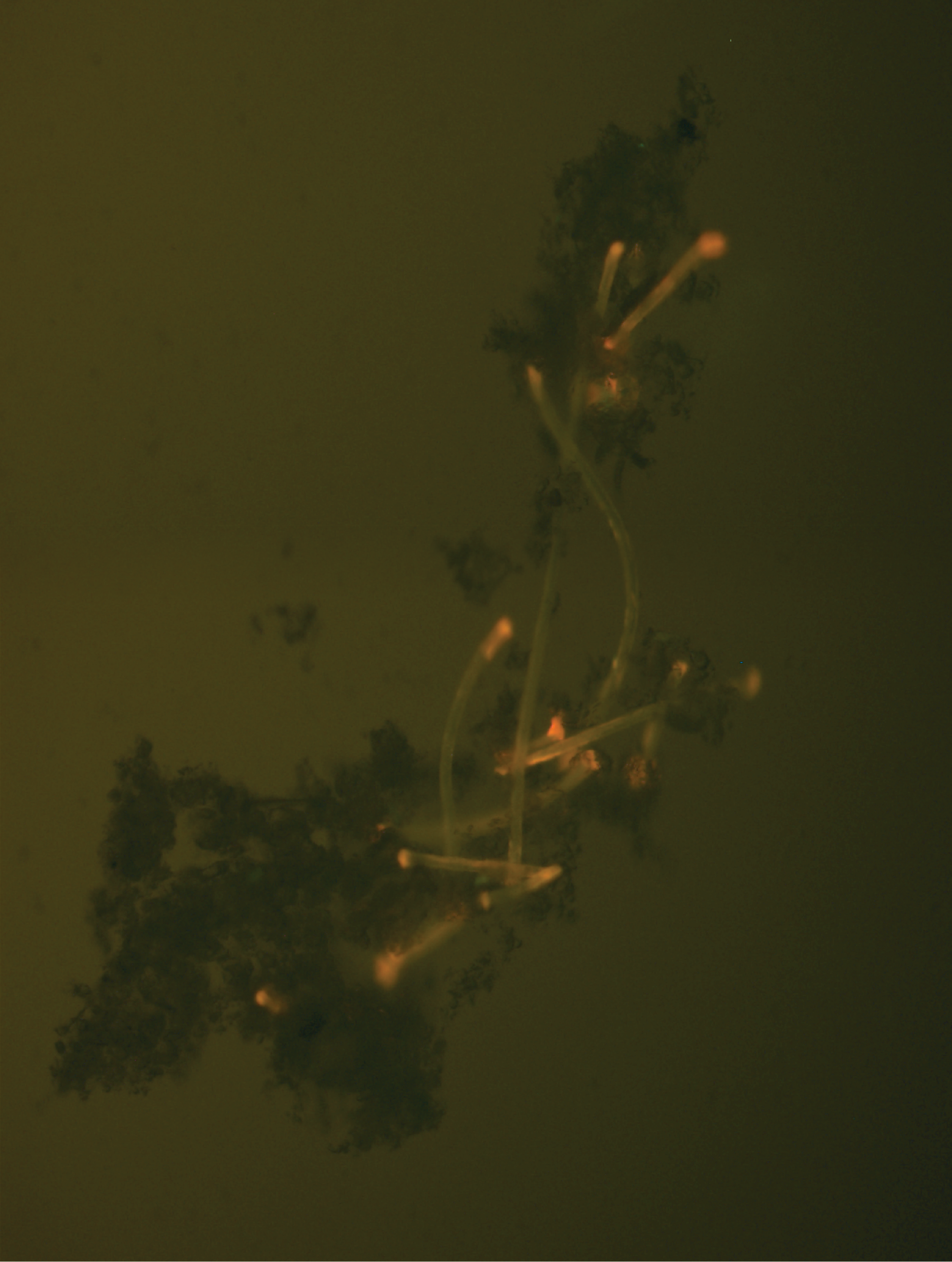 How Tiny Plastic "Passengers" Catch a Ride on High-Speed Flocs in Water