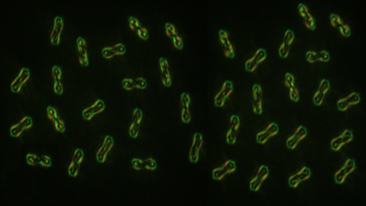 Monomer,Dimer, Trimer…Macromolecules: in the topological world
