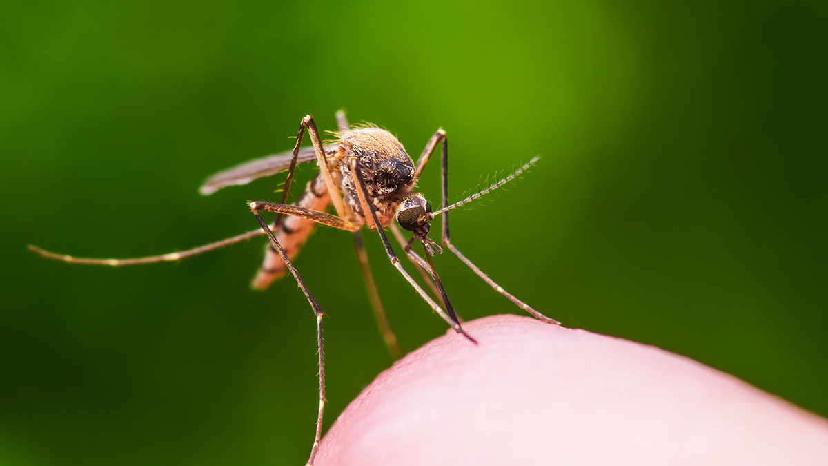 Editor's choice collection: vector-borne diseases