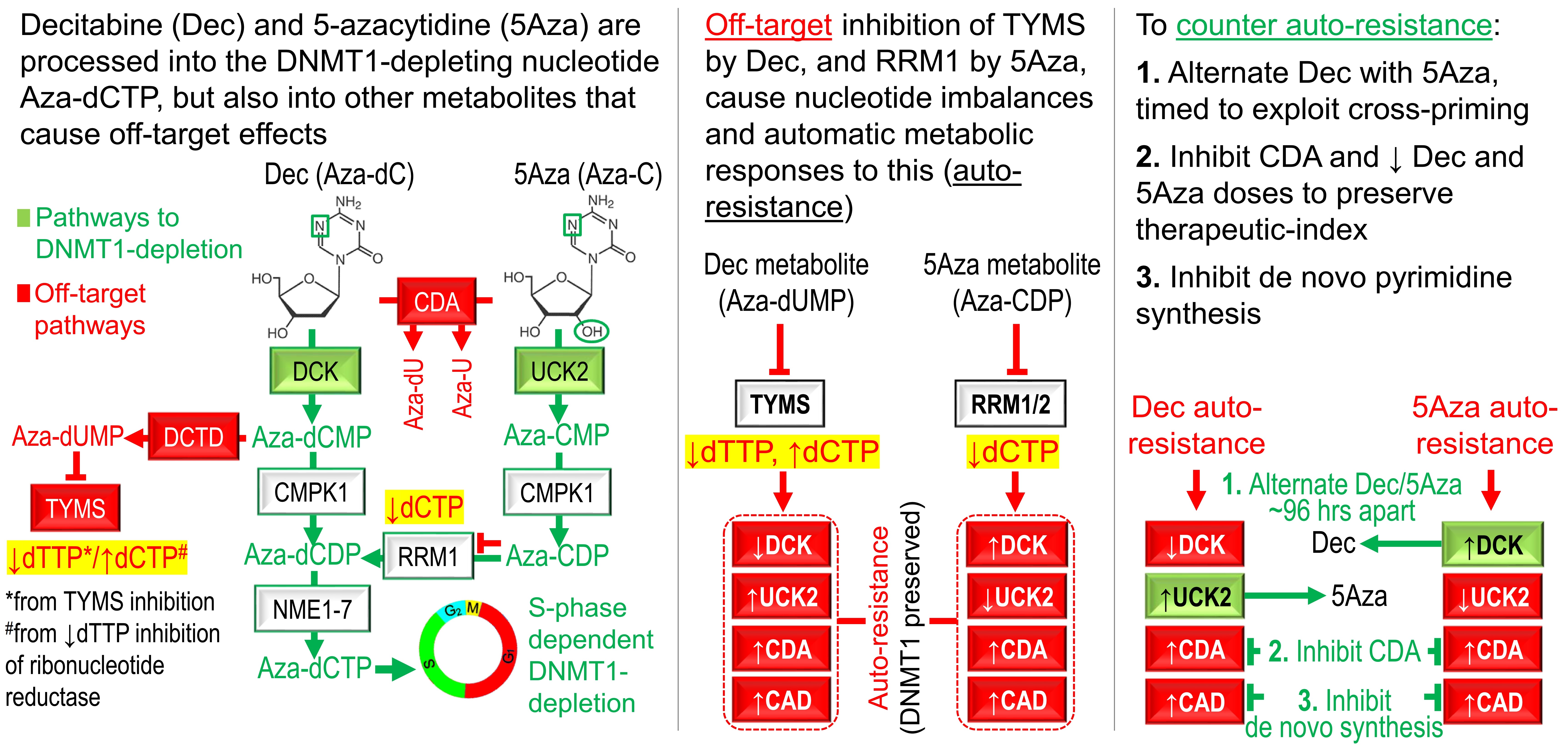 The Nub of the Oncotherapy Problem..and resistance to decitabine or 5-azacytidine