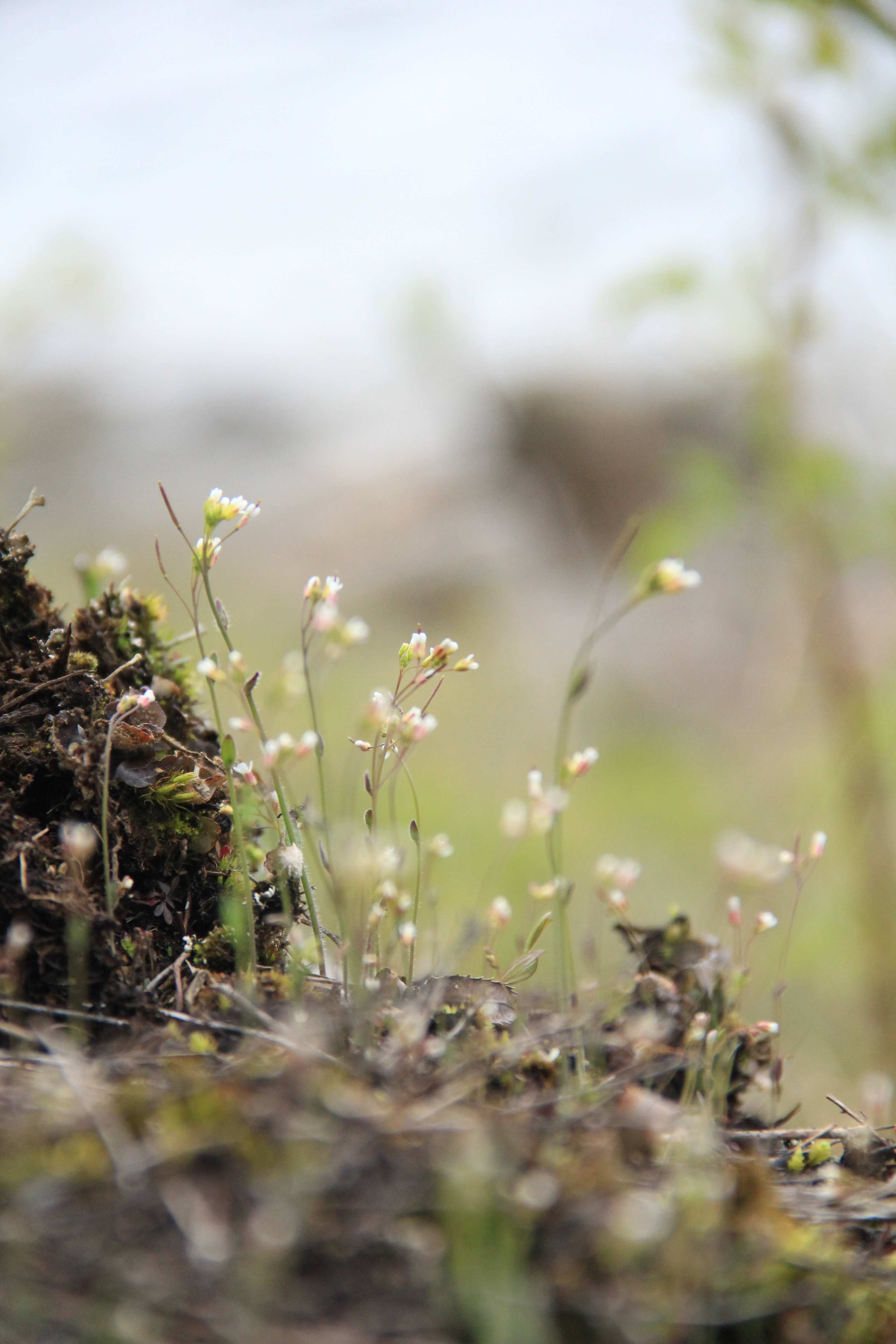 The wild side of Arabidopsis thaliana and its associated root microbiota 