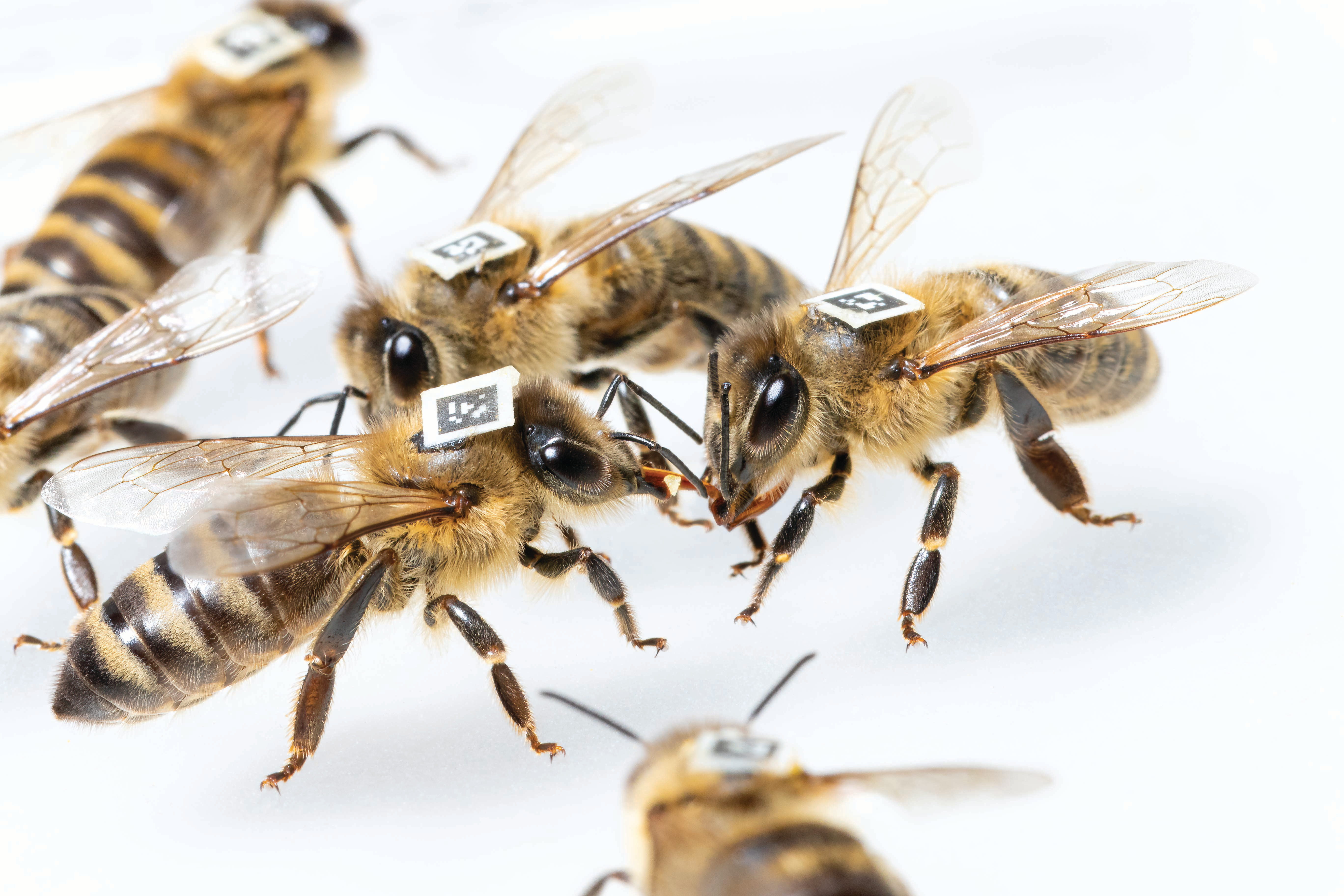 The remarkable link between gut microbes and animal social organization