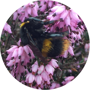 Sulfoxaflor reduces bumblebee reproductive success