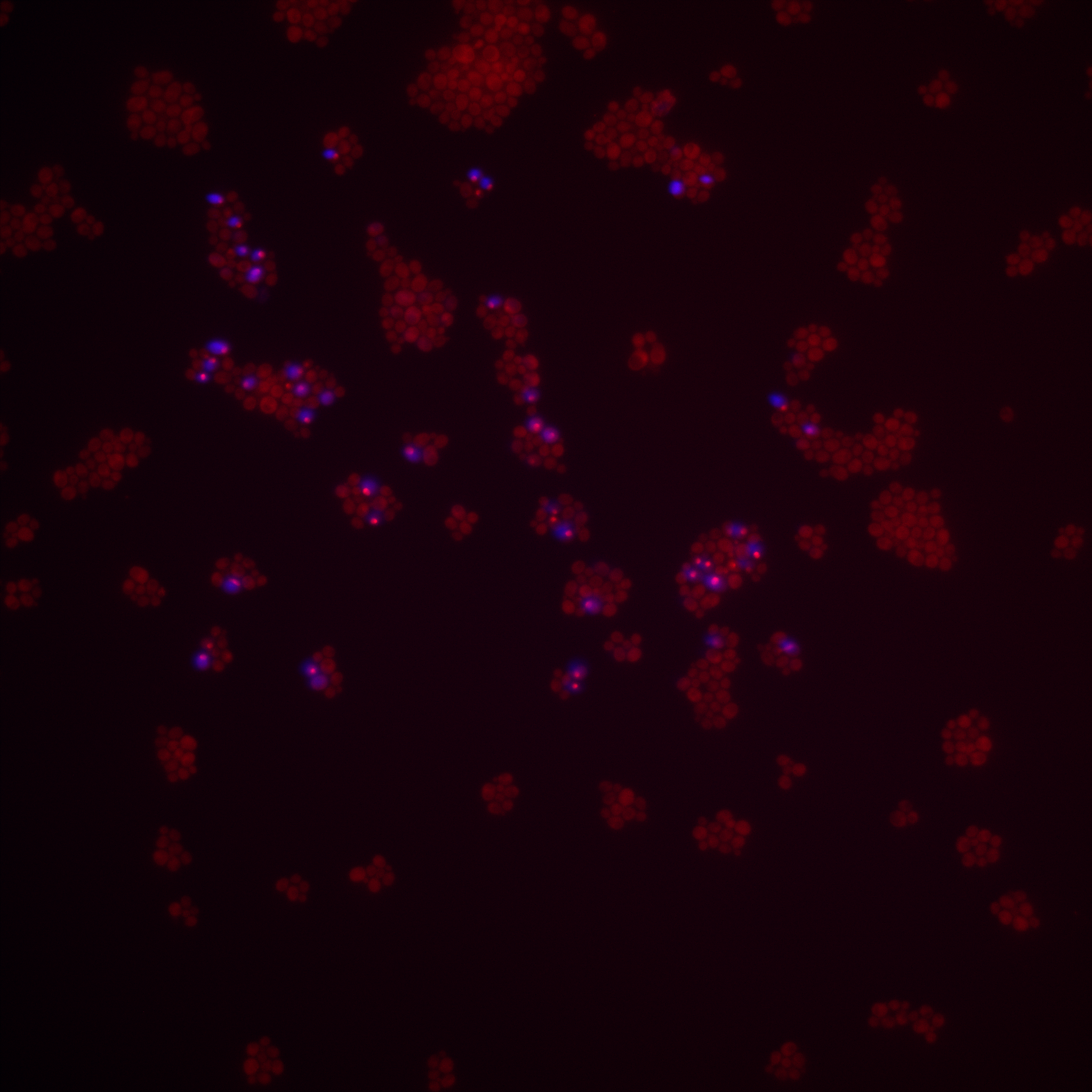 In vivo patterning with in silico signaling, or how we put the cell in the loop