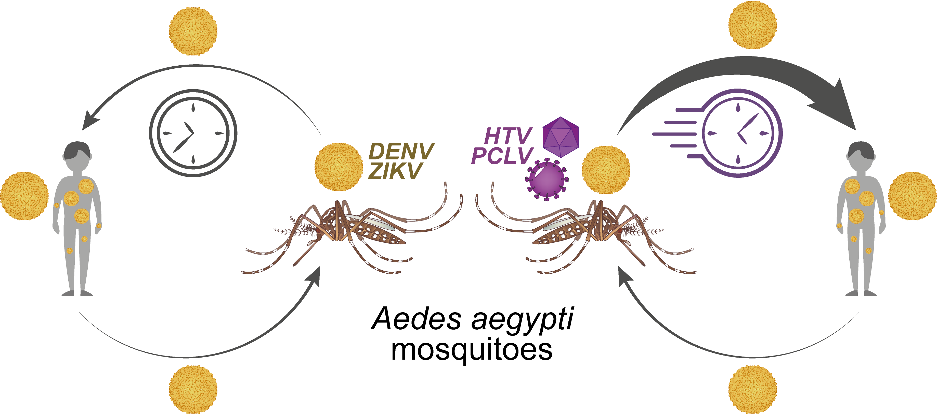When a positive interaction is bad: a link between mosquito-specific viruses and transmission of dengue and Zika virus
