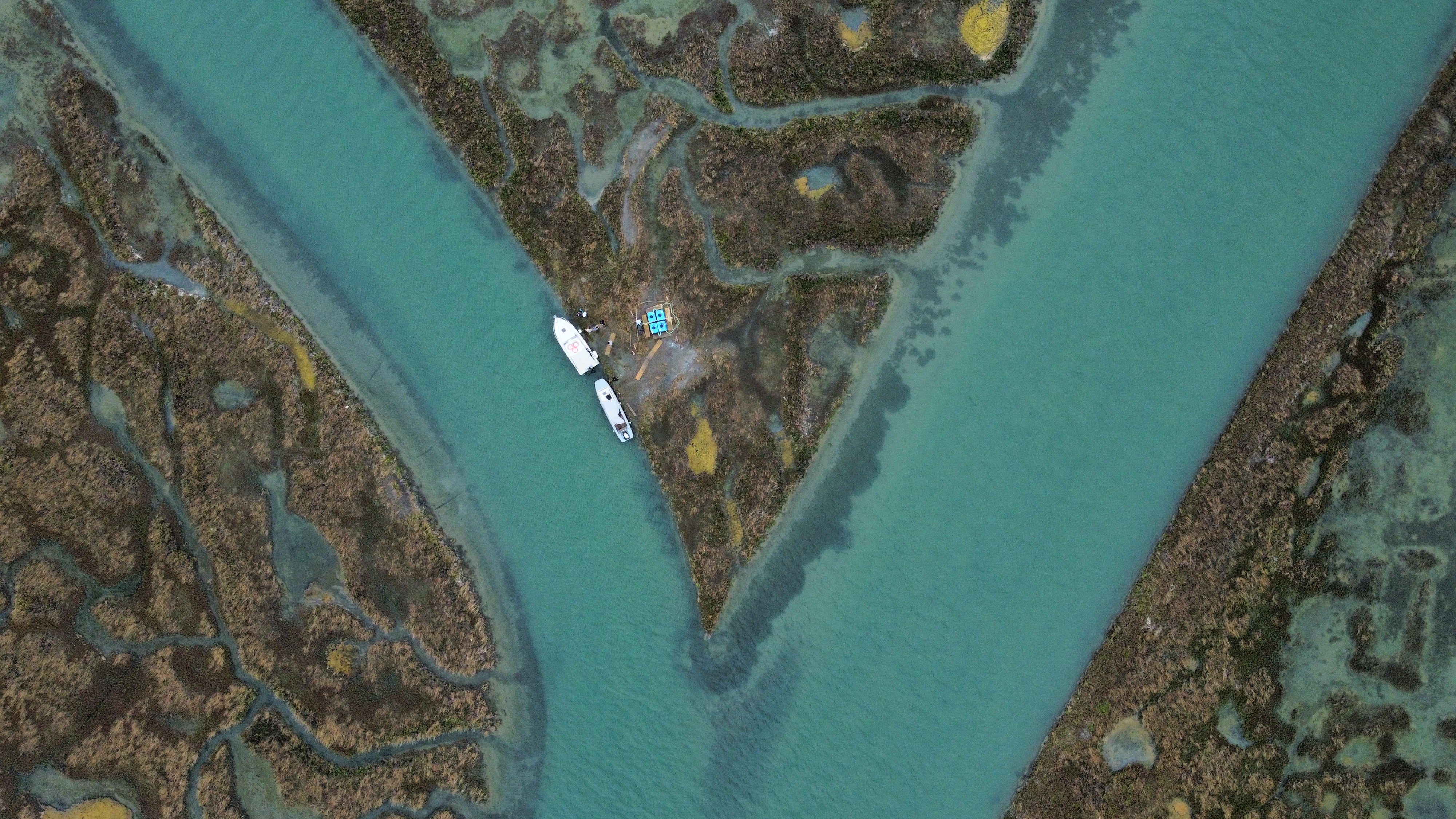 Coastal salt marsh survival detected by novel in-situ experiments: the subsurface perspective