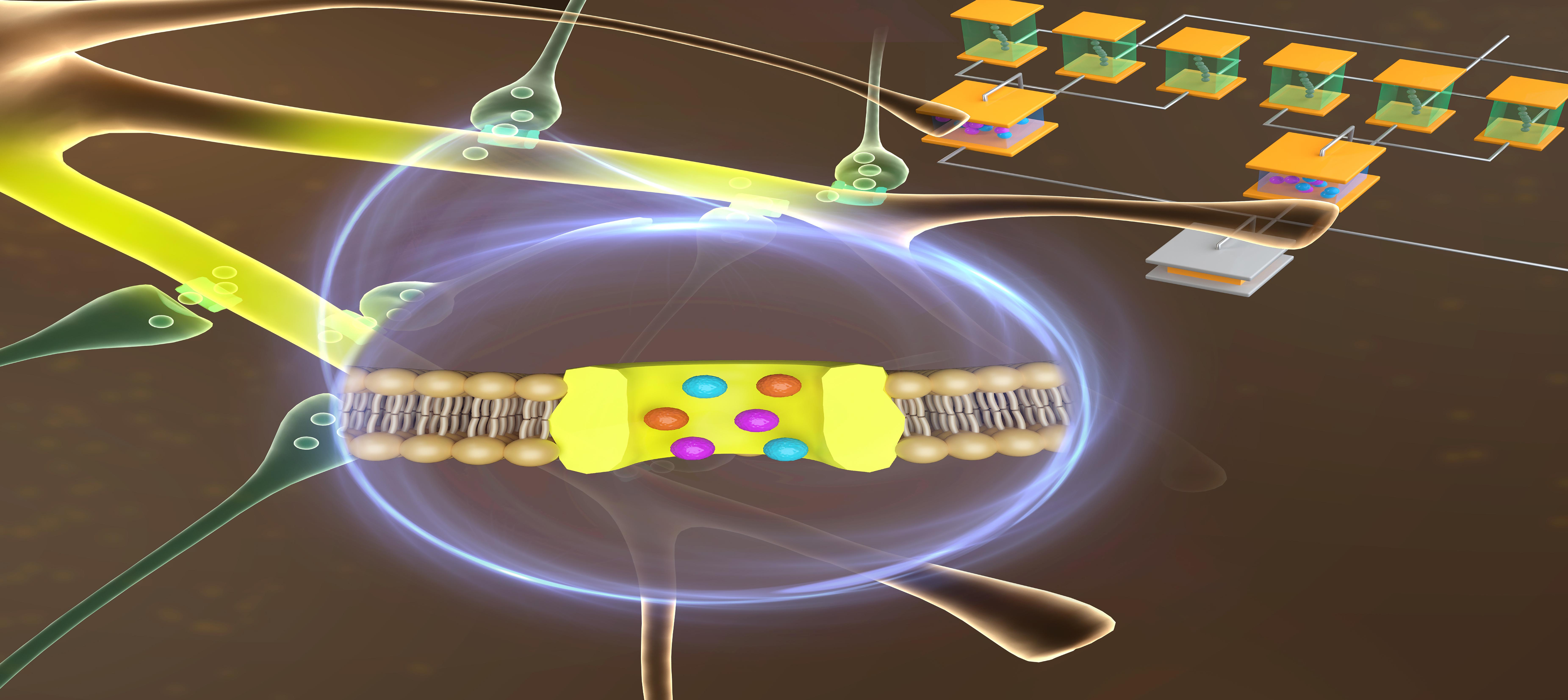 Artificial dendrite boosts the neural network performance