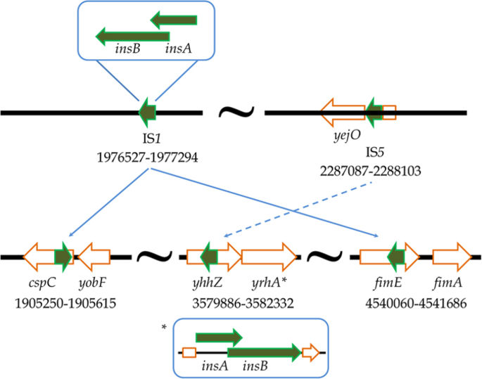 Behind the Paper - The adaptation of Escherichia coli cells grown in simulated microgravity for an extended period is both phenotypic and genomic