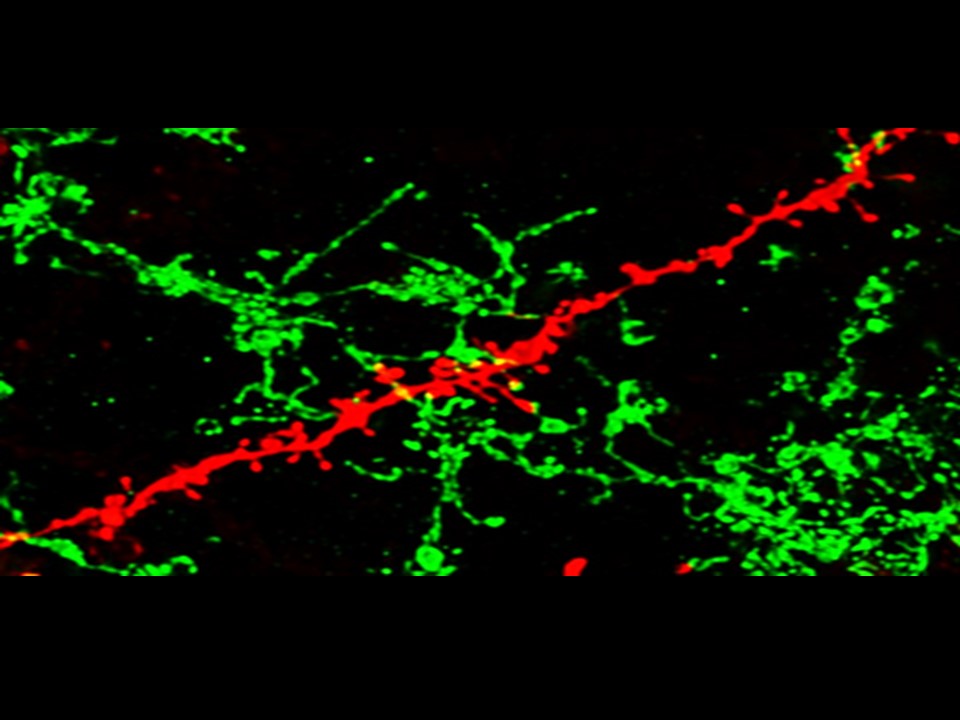 Serotonin sensing by microglia conditions the proper development of neuronal circuits and of social and adaptive skills
