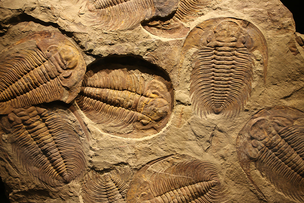 Journal Club: Grizzly microbial sarcophagus helps to make immaculate fossils