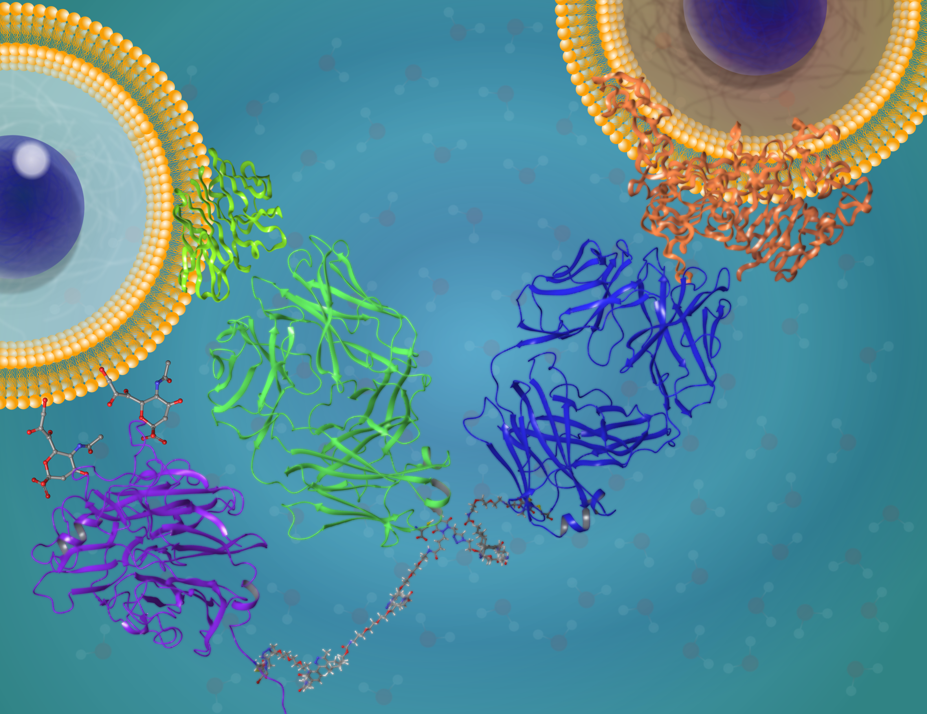Behind the paper: Chemical generation of checkpoint inhibitory T cell engagers for the treatment of cancer