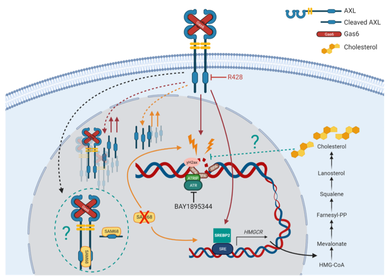 The effect of inhibition of receptor tyrosine kinase AXL on DNA damage response in ovarian cancer