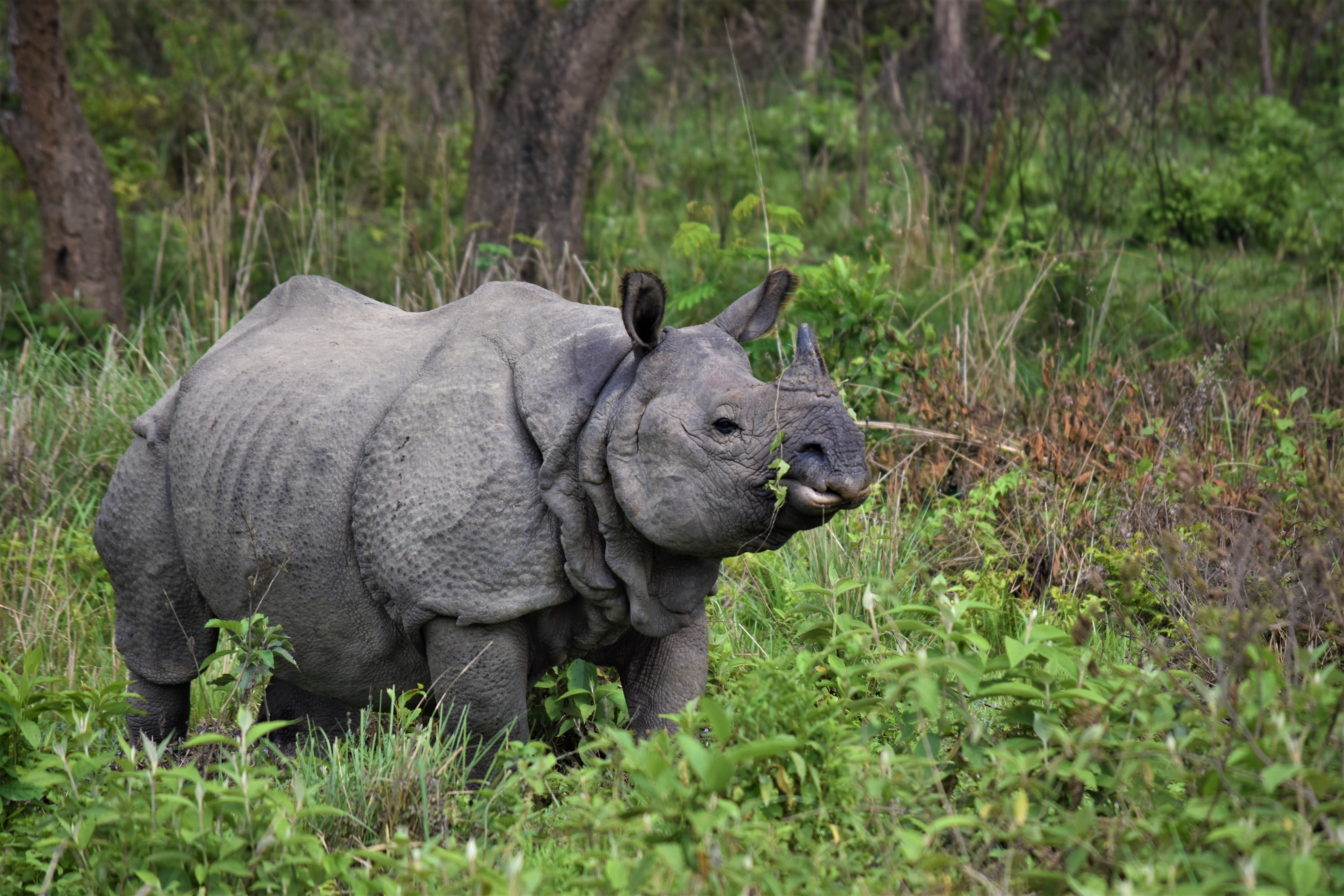Living with Giants: Human-Wildlife Coexistence in Chitwan National Park