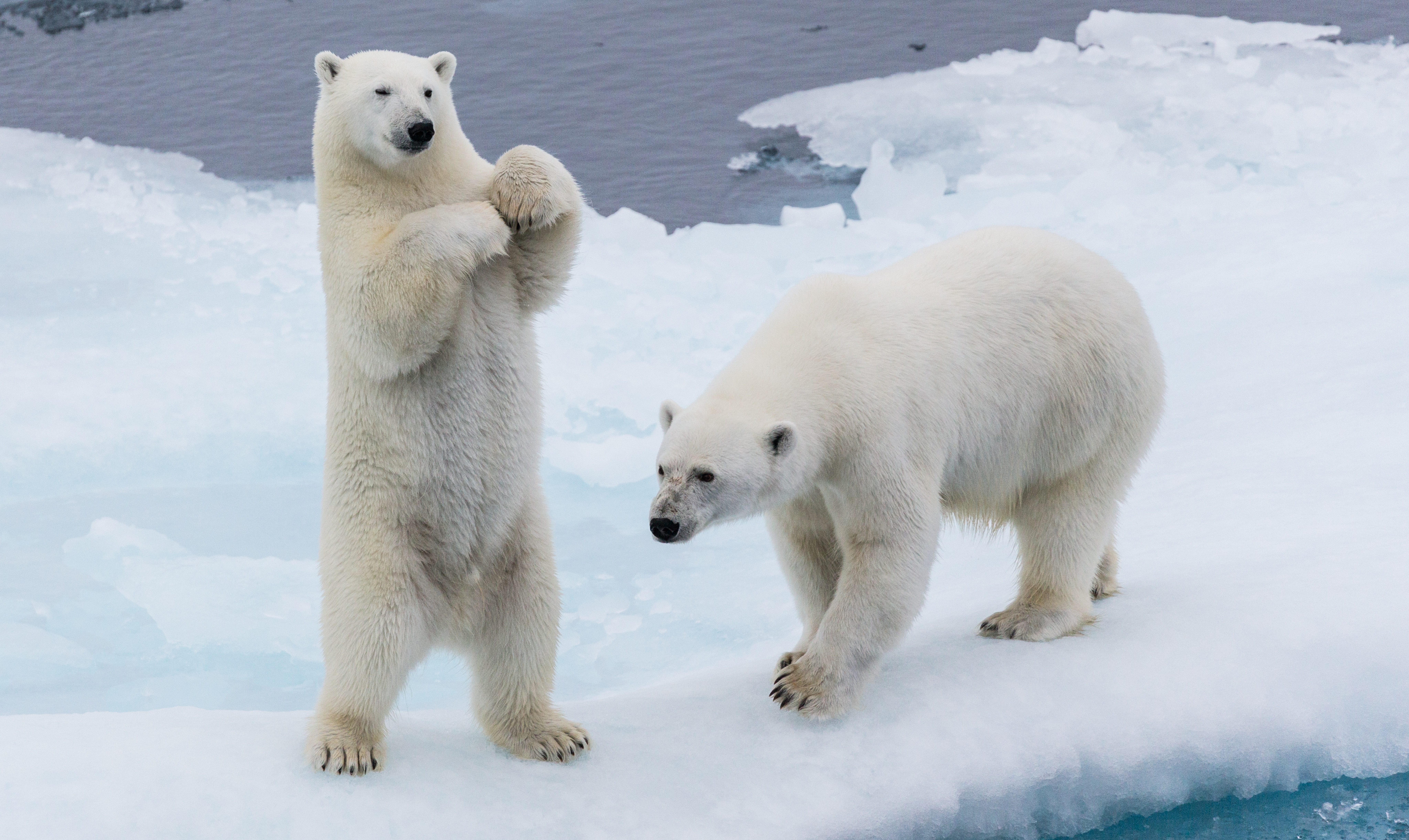 Enforcement is central to the evolution of cooperation