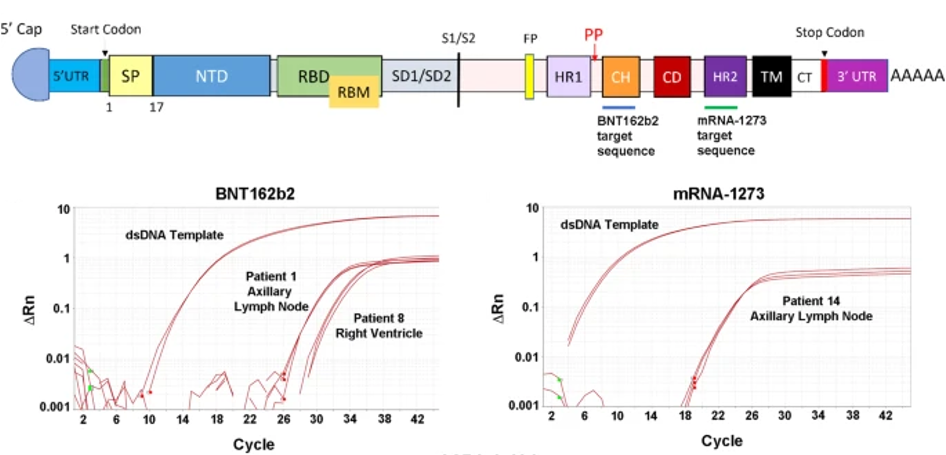 Detection of COVID-19 mRNA vaccines in recently vaccinated patients and the factors associated with persistence in the heart