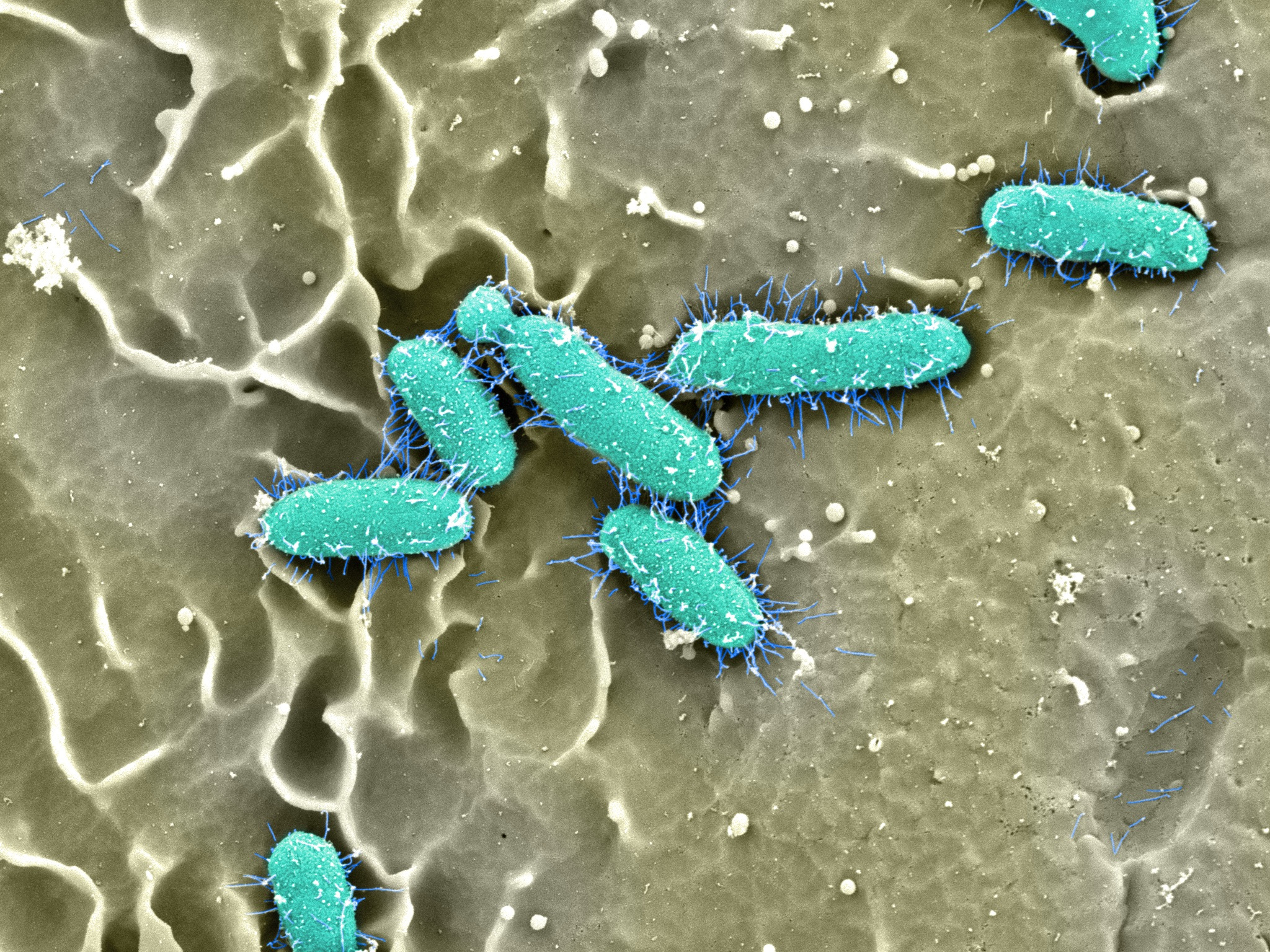 Ushering Pilus Assembly: Dissecting the Mechanics of an E. coli Bacterial Nanomachine 