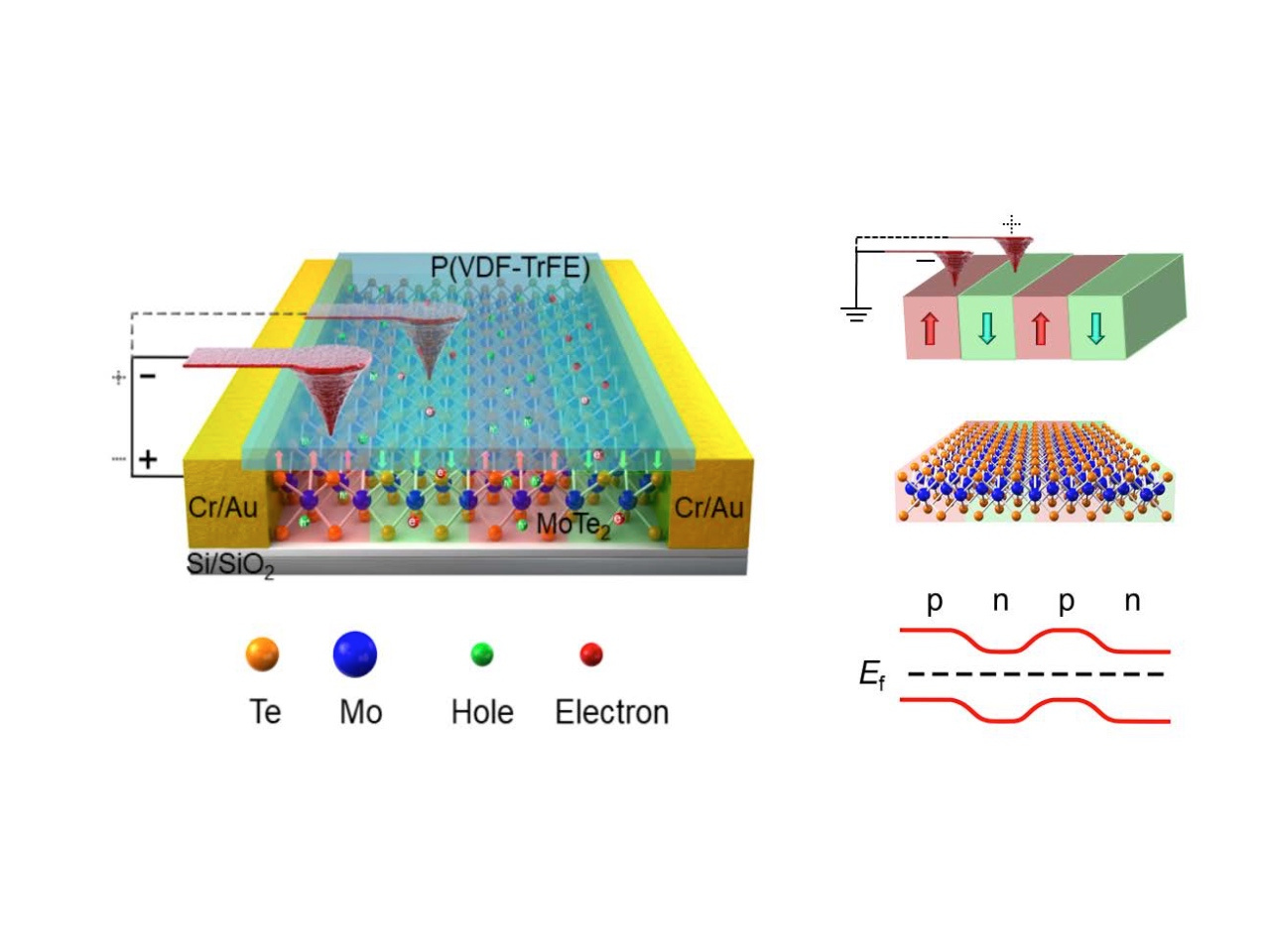 Programmable doping of 2D materials for redefinable nanoelectronics by nonvolatile ferroelectric domains
