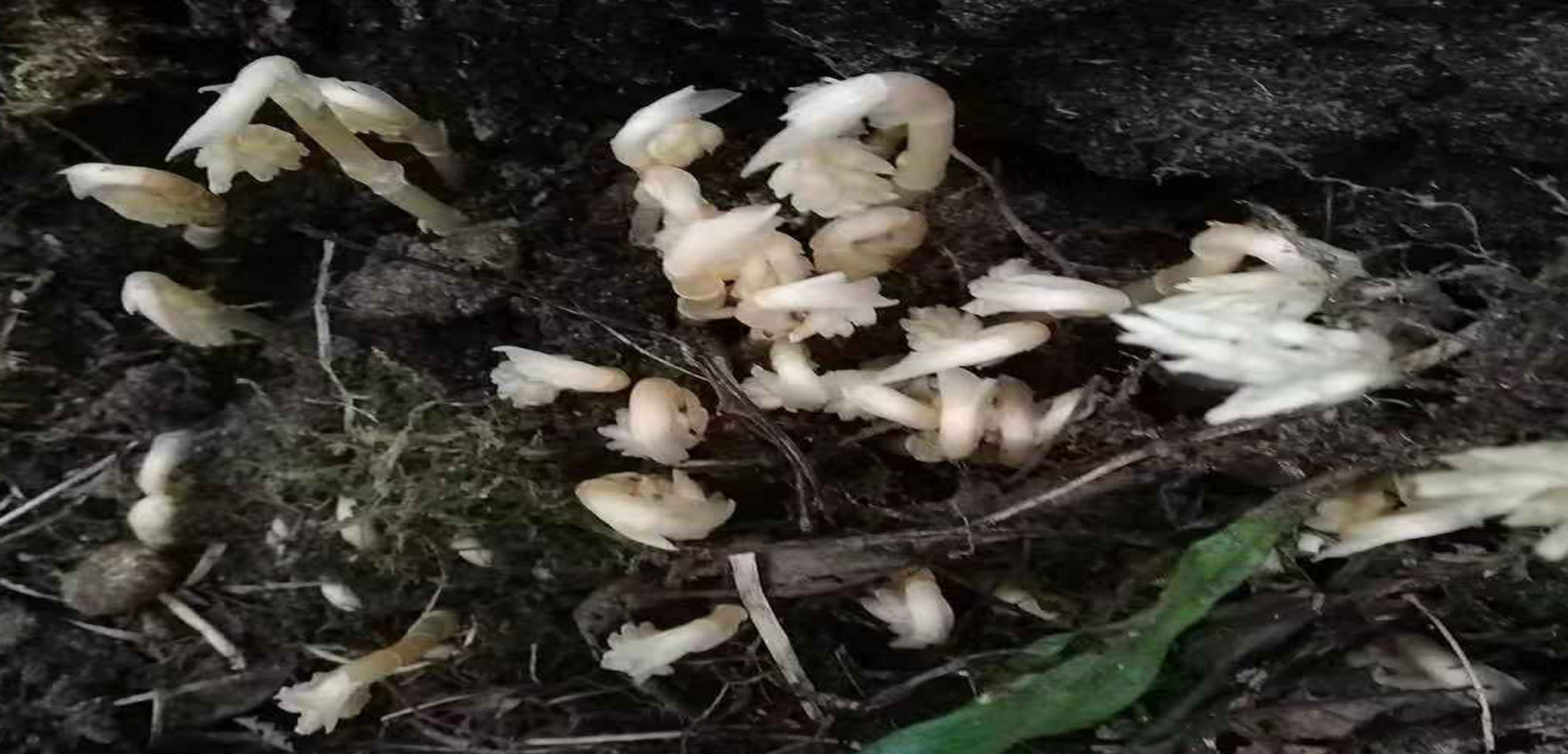 Orchid depend on healthy soil 