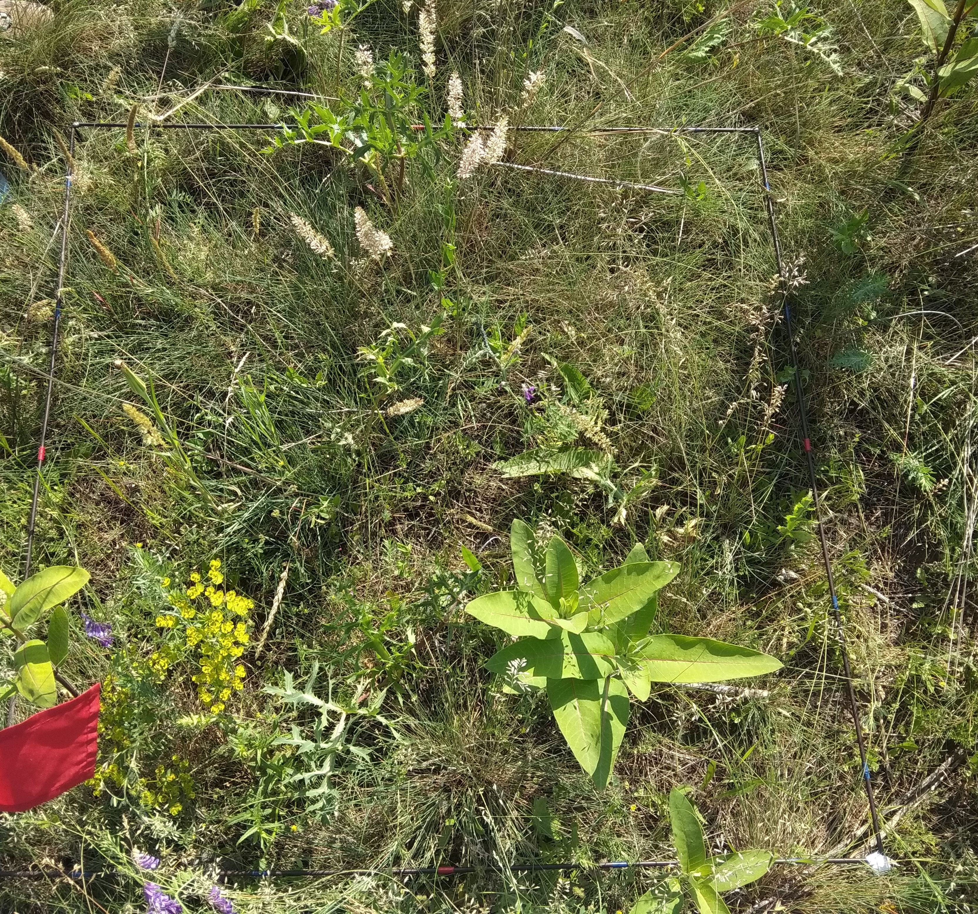 Meta-analysis identifies native priority as a mechanism that supports the restoration of invasion-resistant plant communities