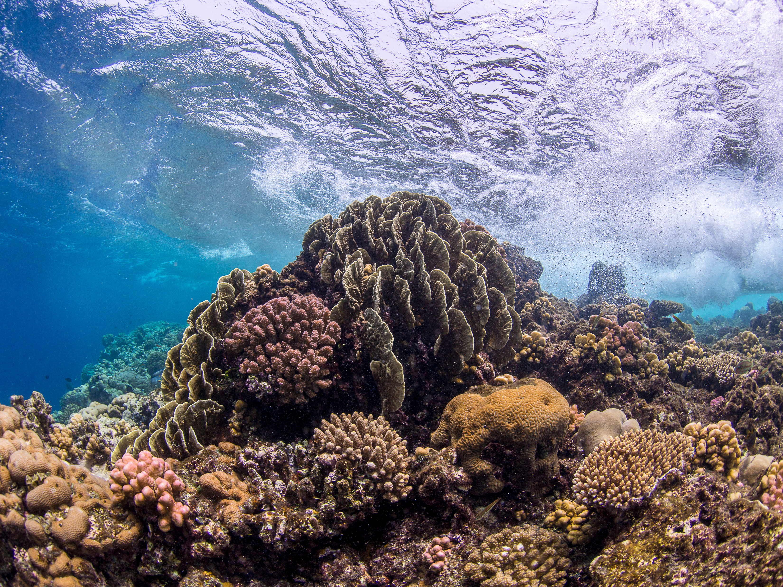 A genomic view of the marine sponge microbiome