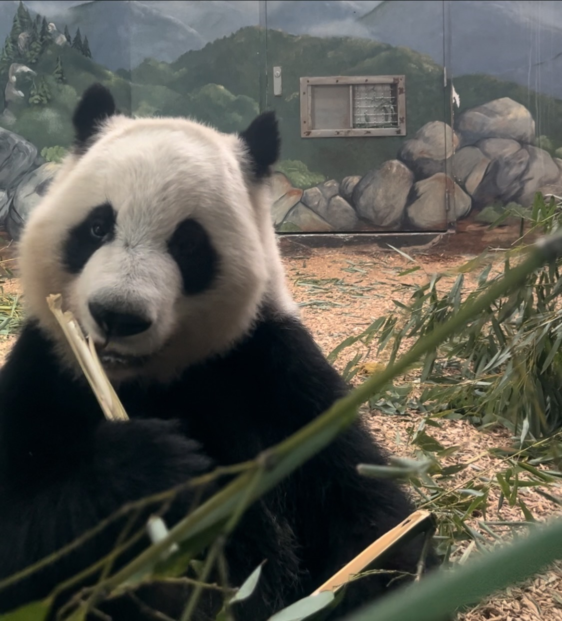 More thoughts on Giant Panda Conservation 