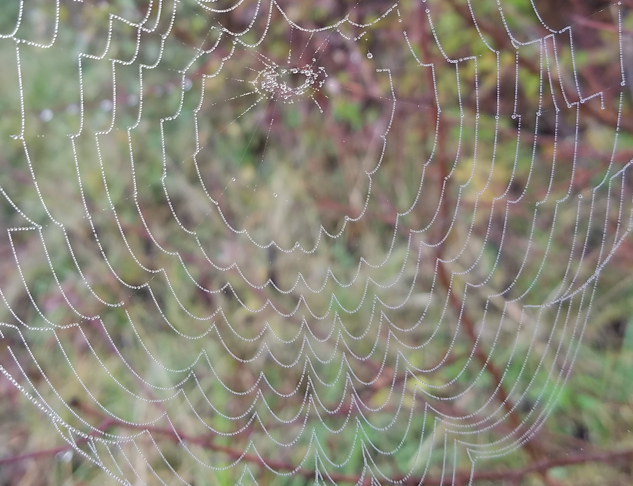 How does spider glue stick in humid conditions? - Design principles for functional adhesives