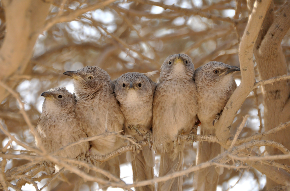 Cooperation in the face of adversity