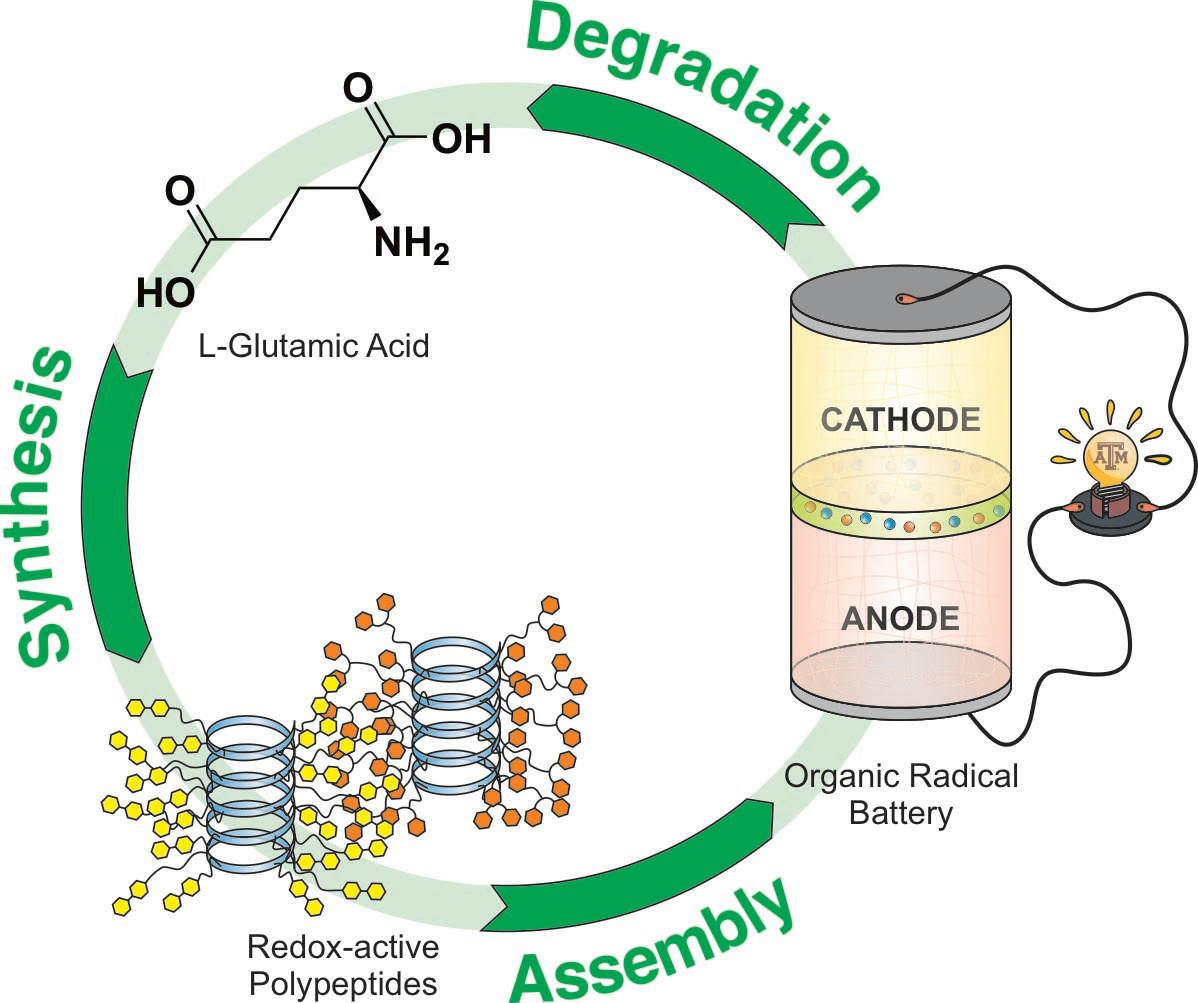 The Path to Polypeptide Organic Radical Batteries