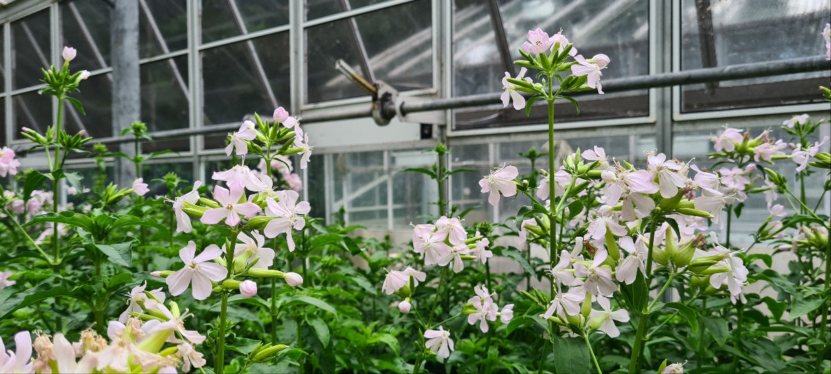 Opening a treasure trove: unlocking saponin biosynthesis in soapwort