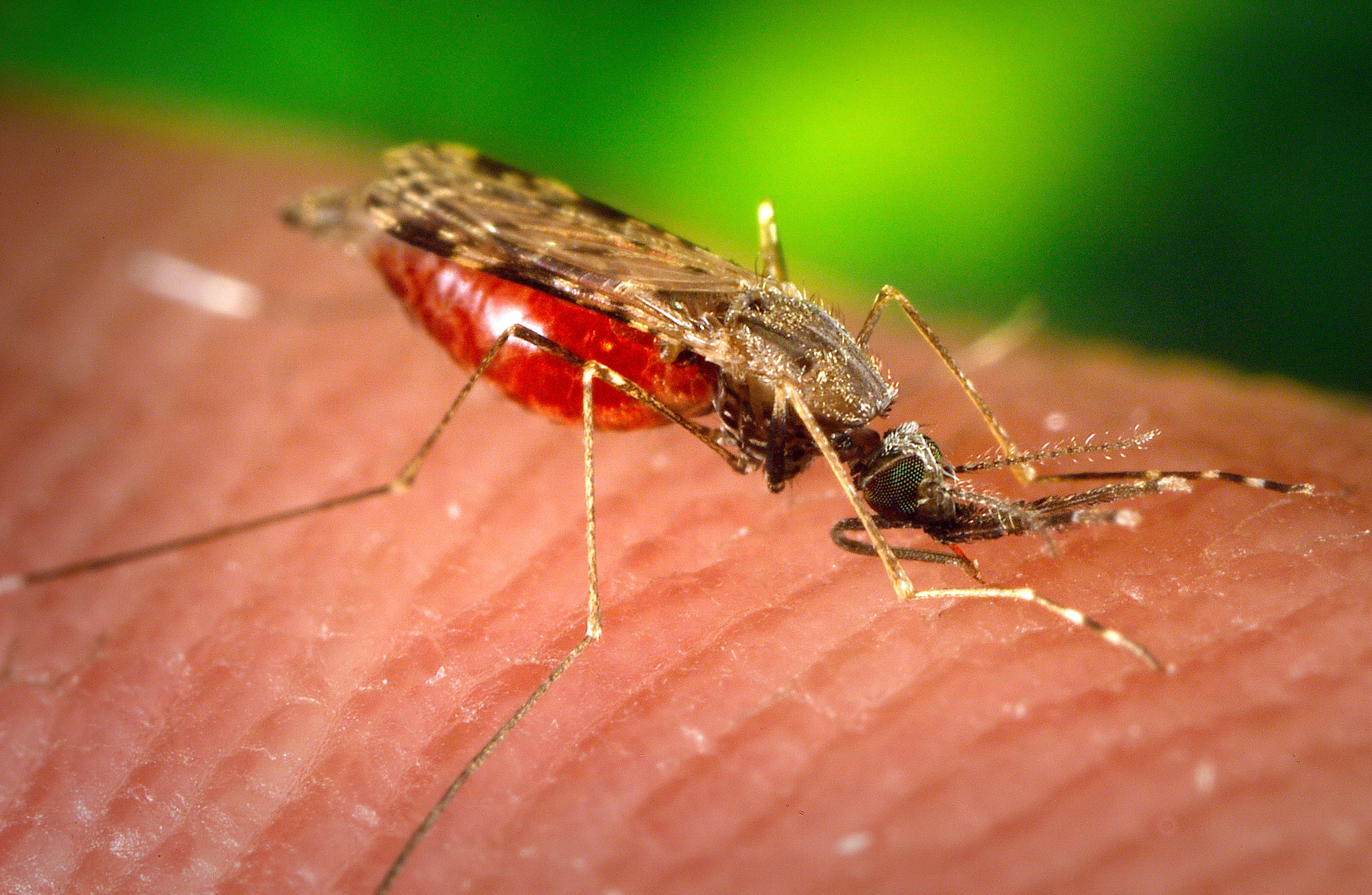 The Vector Verdict: Mosquitoes Acquitted!