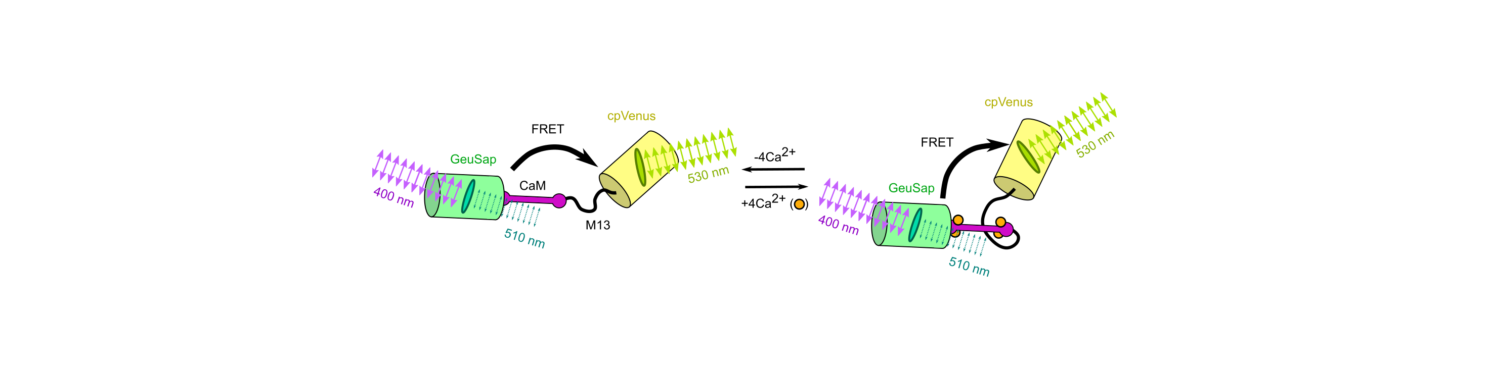 Dim fluorescent proteins shine light on acceptor anisotropy