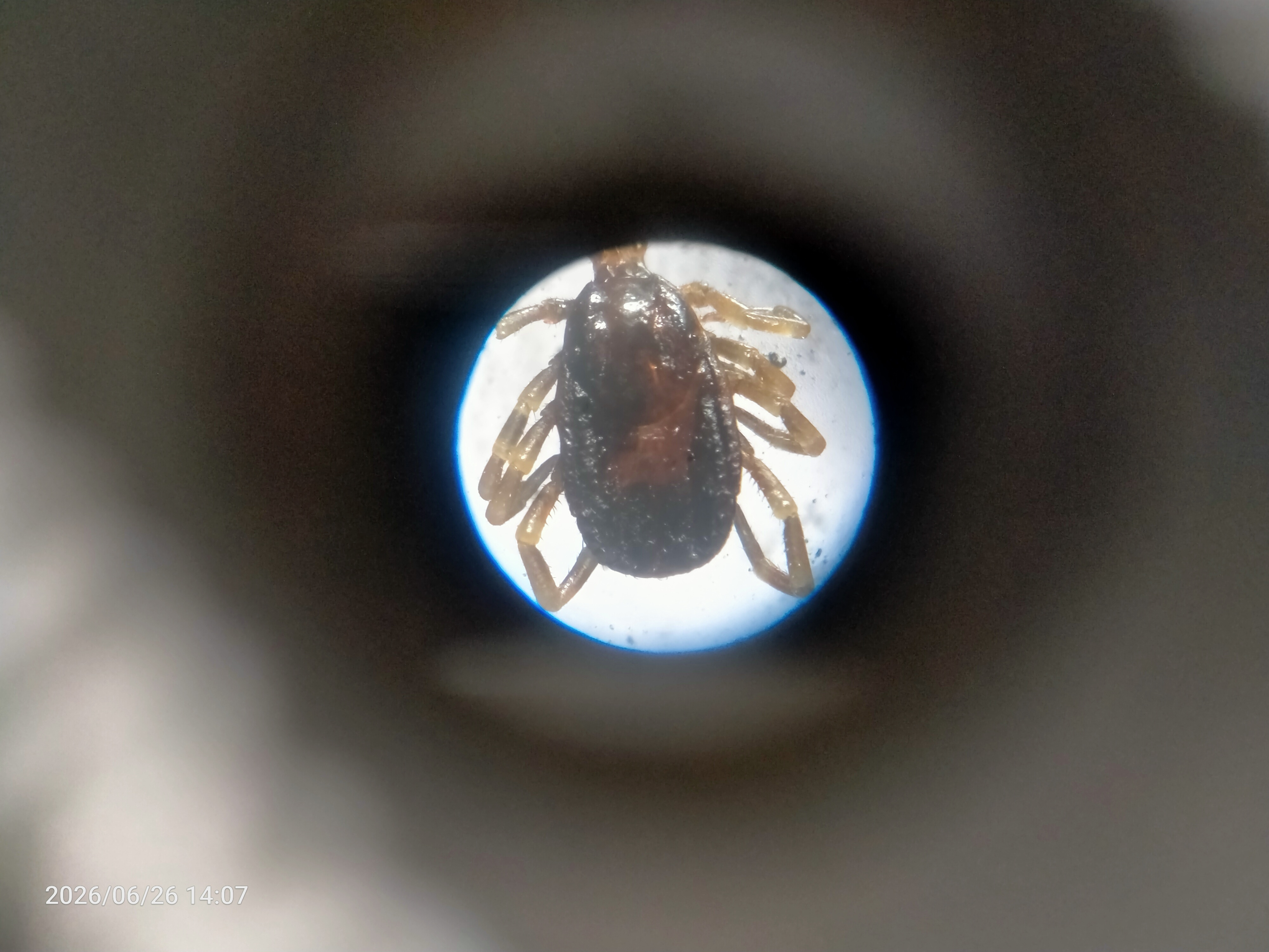Ectoparasitic identification on livestock mammals 