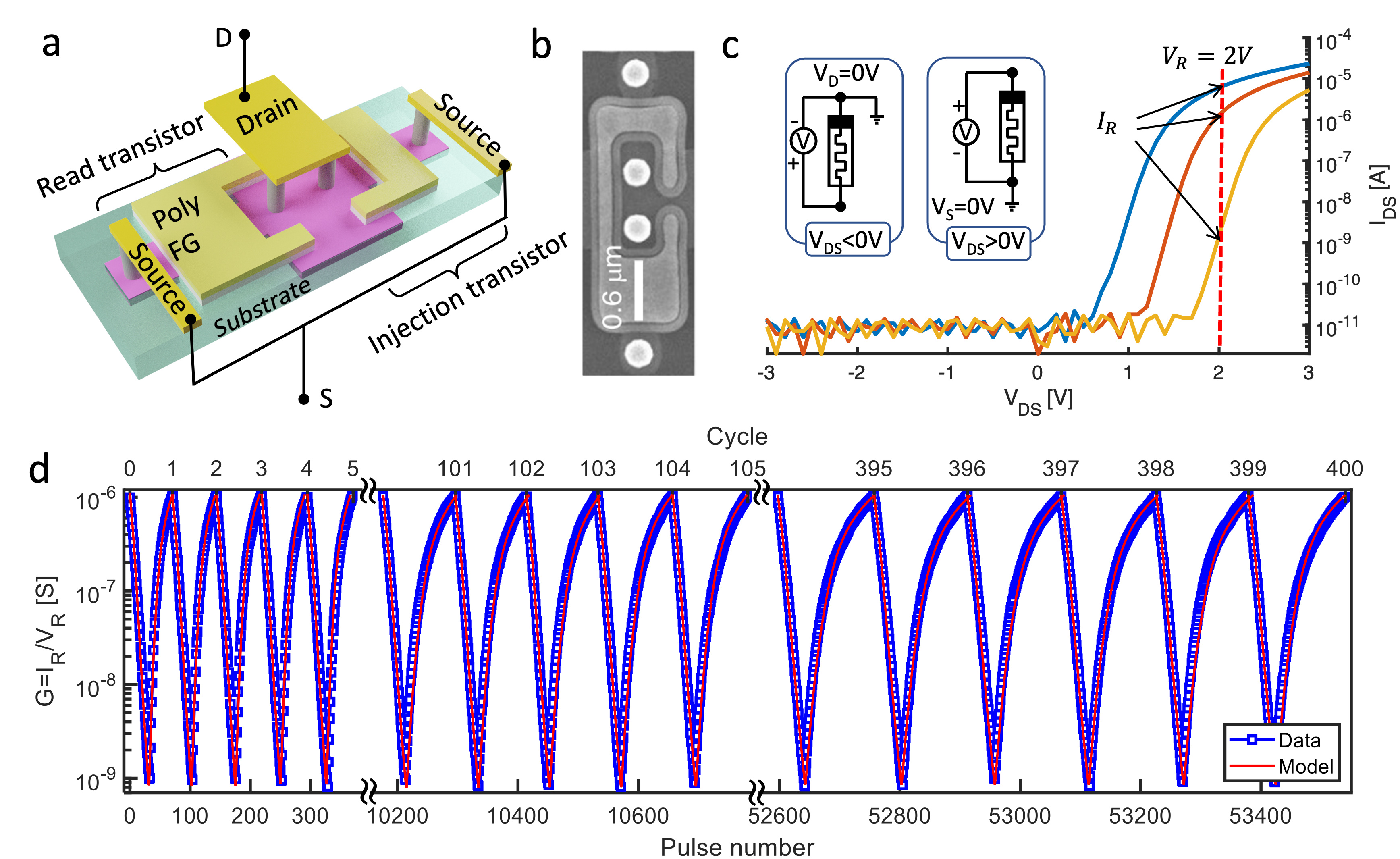 Merging of the learning algorithms and the artificial synapses