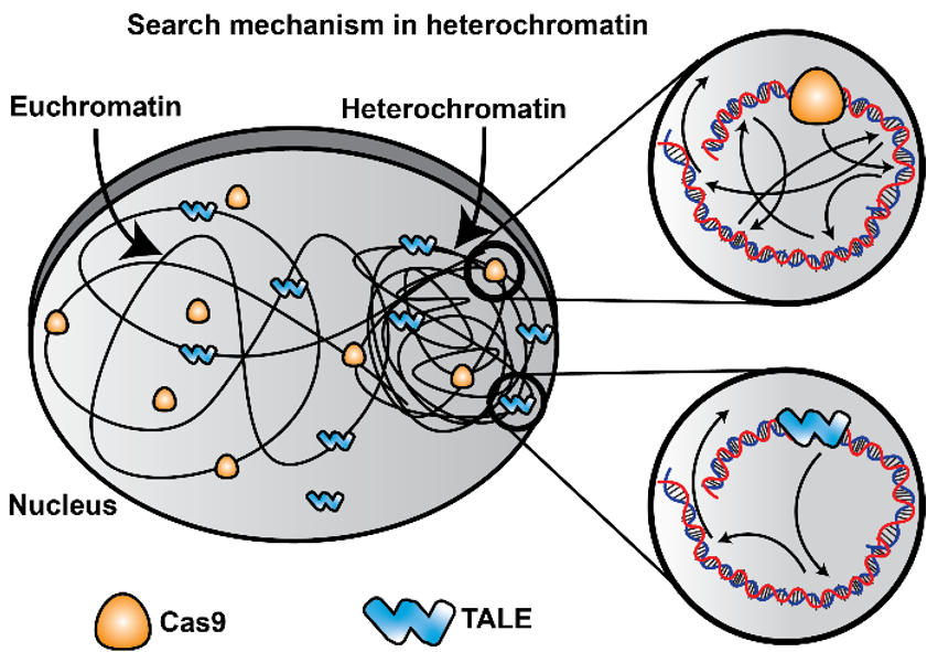 Seek, but you may not find: TALEN edits heterochromatin region of the genome more efficiently than Cas9