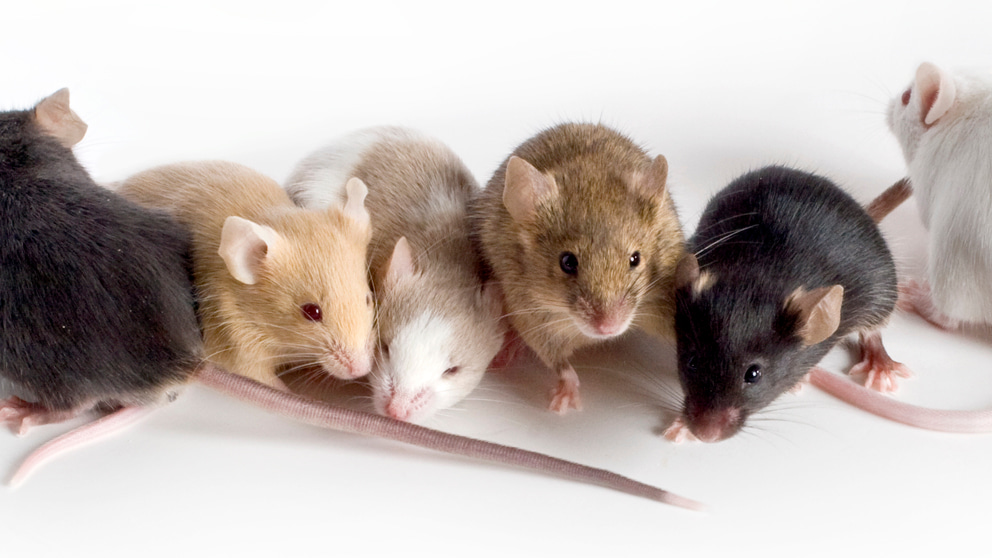Podcast: Long-COVID and Diversity