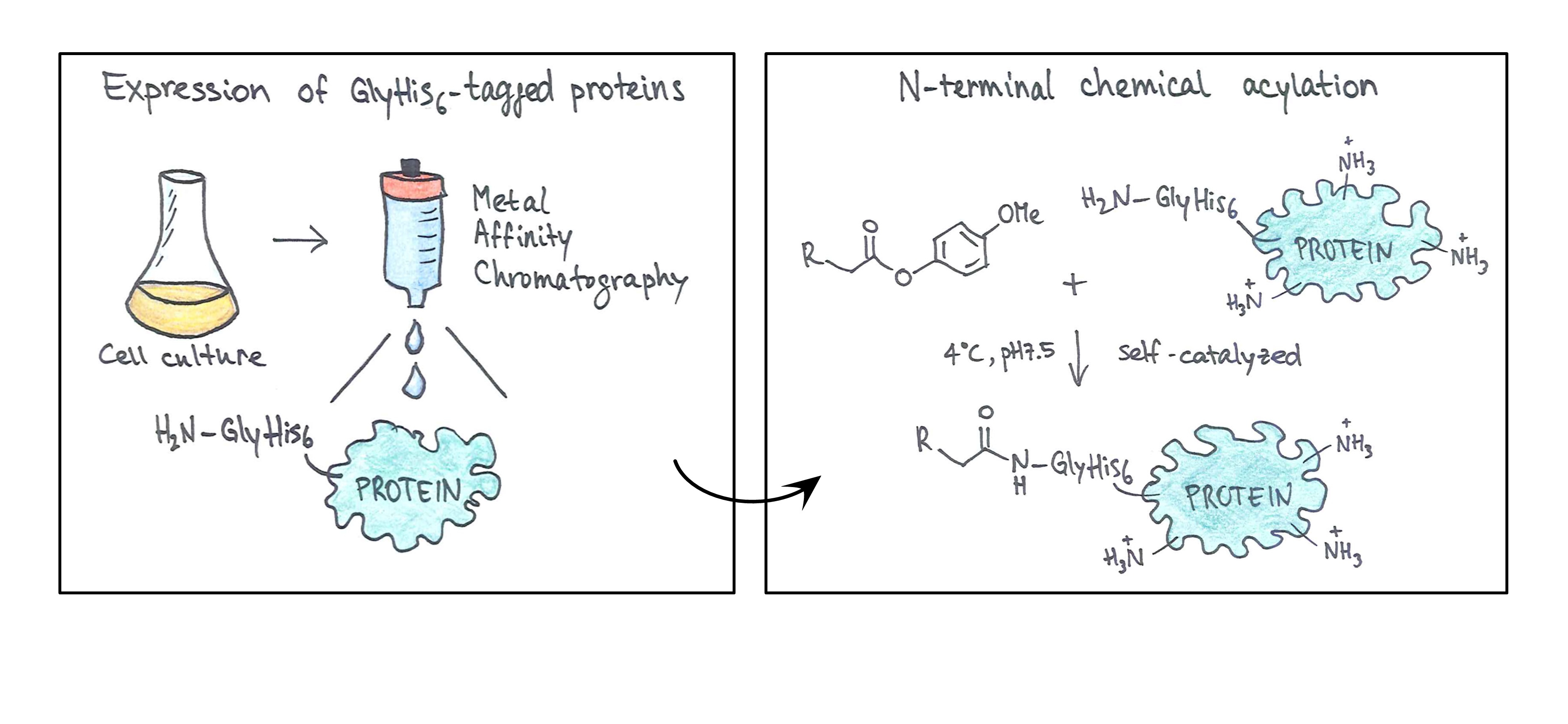 His Tag Acylation