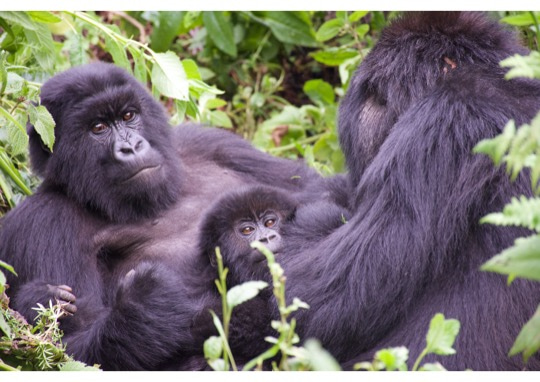 Searching for gorilla ghosts