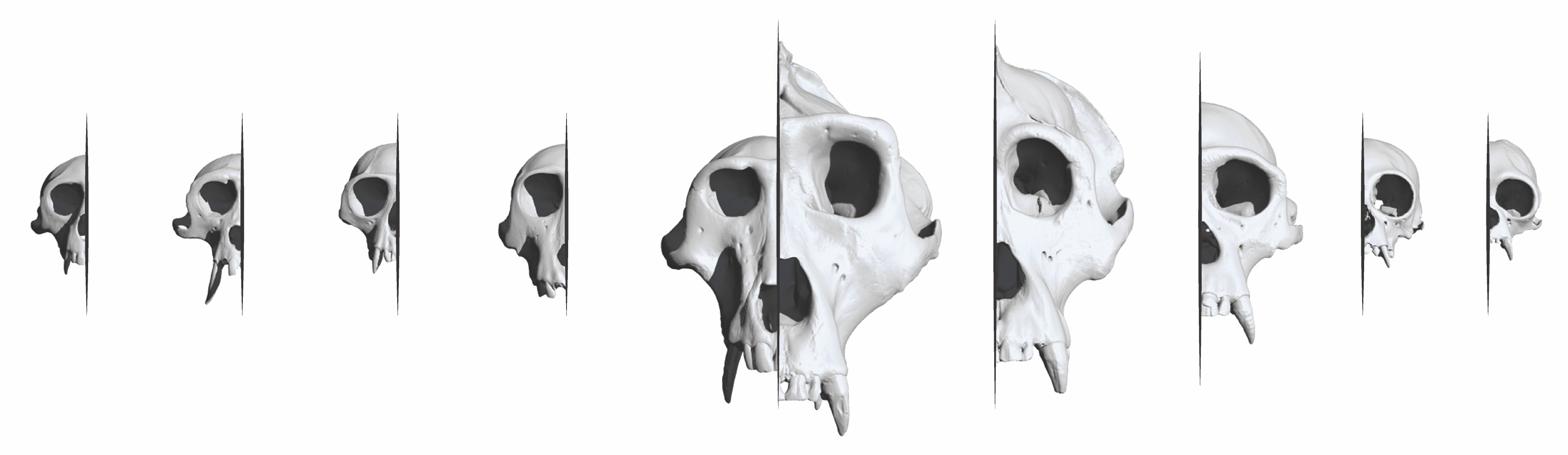 Sharing Primate Phenotypes