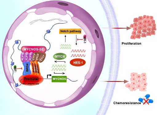 Perturbation of the Silent Architects of Chemoresistance: The Epigenetic Dance of MYCNOS in Small Cell Lung Cancer