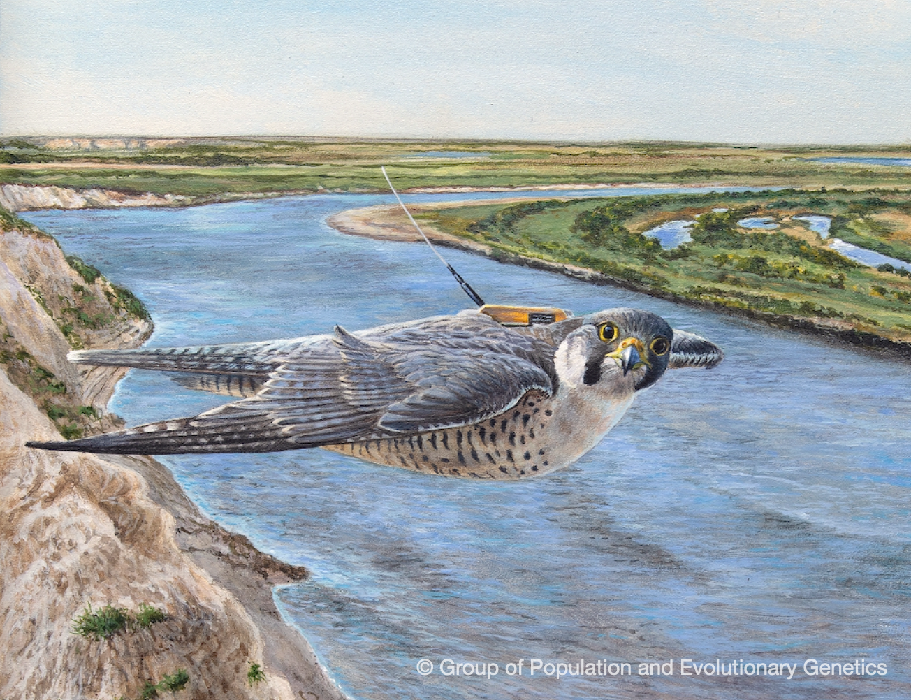 Climate change and the migration of peregrine falcons