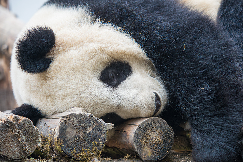 From pandas and people to the world